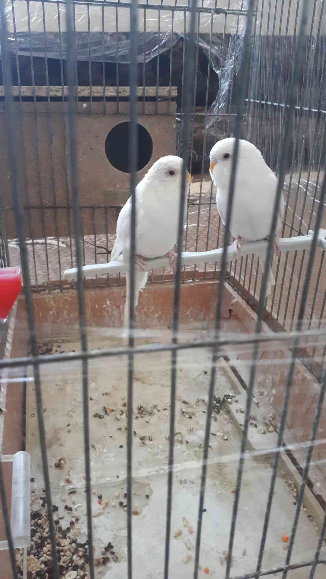 جوزين حب لون أليض للبيع ألبينو عين حمراء
لا تنسَ أنك شاهدت هذا الإعلان في عنكبوت
الرصيفة الجب...
