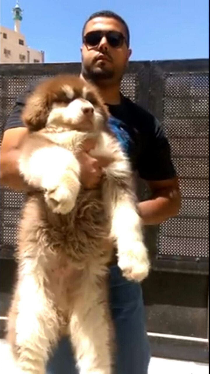 Gaint Alaskan Malamute
لا تنسَ أنك شاهدت هذا الإعلان في عنكبوت
بسم الله ما شاء الله ...
متاح...