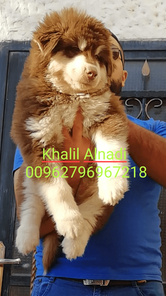 Gaint Alaskan Malamute
لا تنسَ أنك شاهدت هذا الإعلان في عنكبوت
بسم الله ما شاء الله ...
متاح...