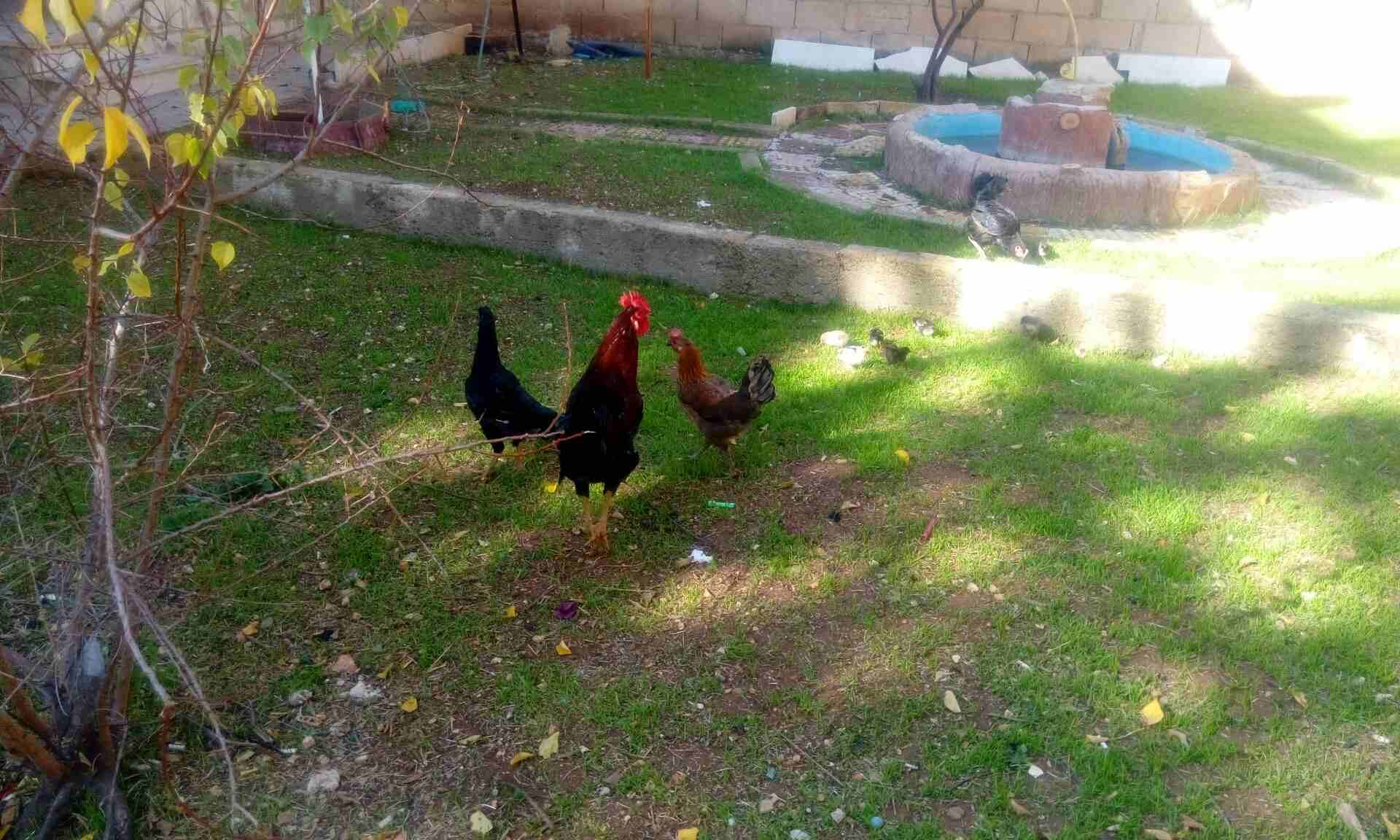 ديك وثلاث جاجات بياضات مع صيصانهم
لا تنسَ أنك شاهدت هذا الإعلان في عنكبوت
ديك وثلاث جاجات بياضات...