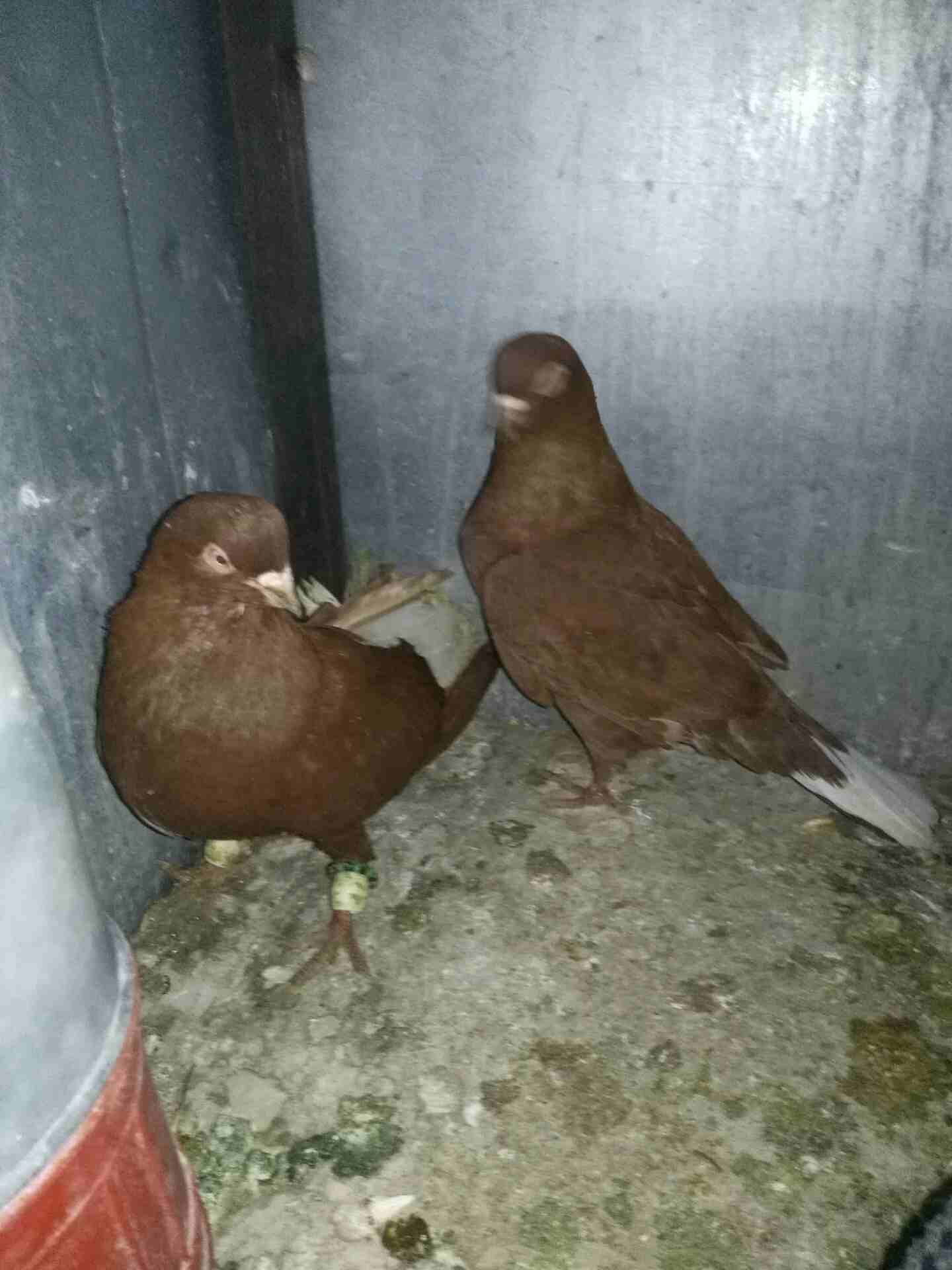 جوزين حلوين شغالات
لا تنسَ أنك شاهدت هذا الإعلان في عنكبوت
جوزين شغالات مكفولات
شخاشله عراقيات اح...