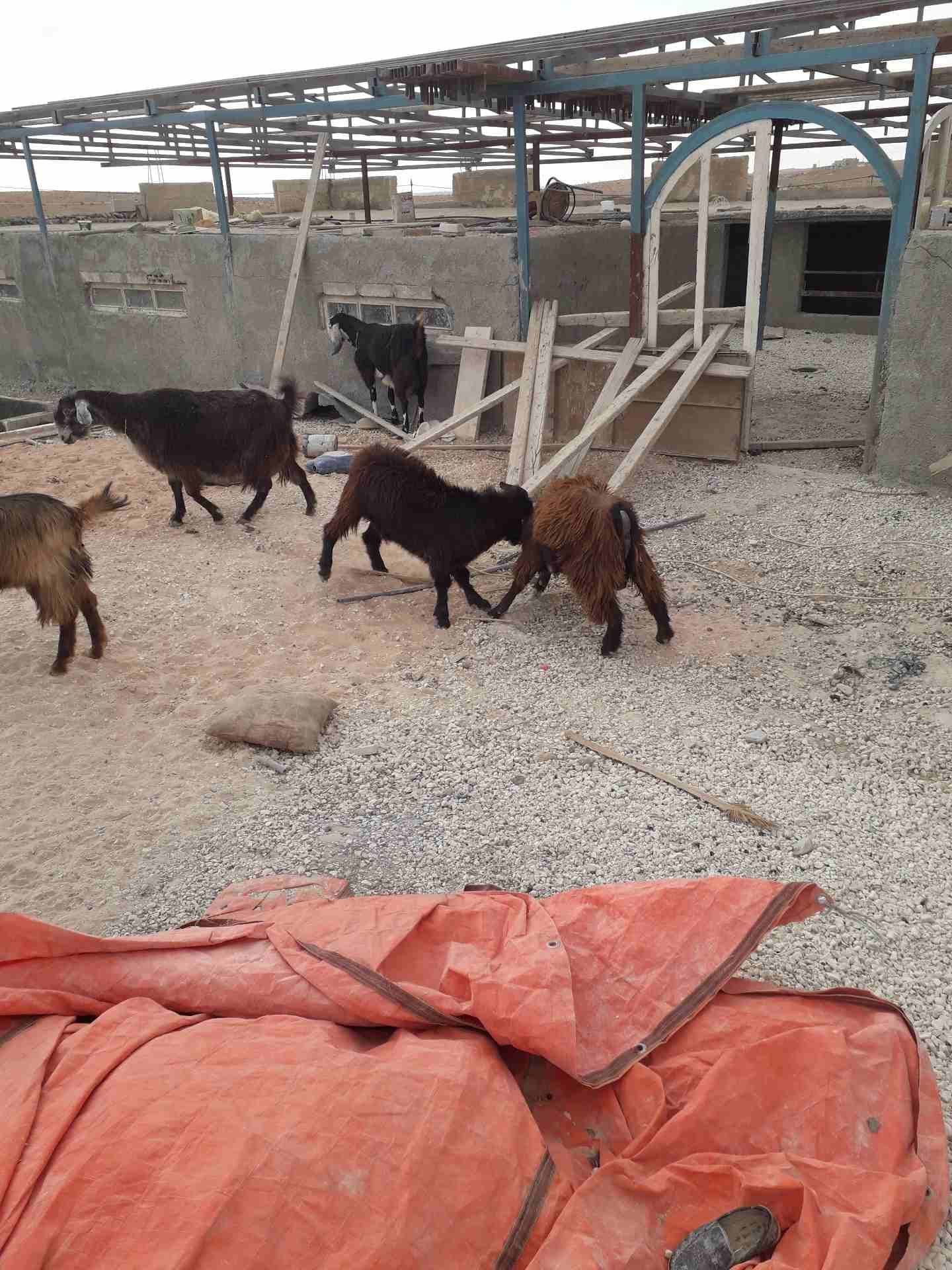 جديان للبيع
لا تنسَ أنك شاهدت هذا الإعلان في عنكبوت
عمر الجدي 8 شهور...