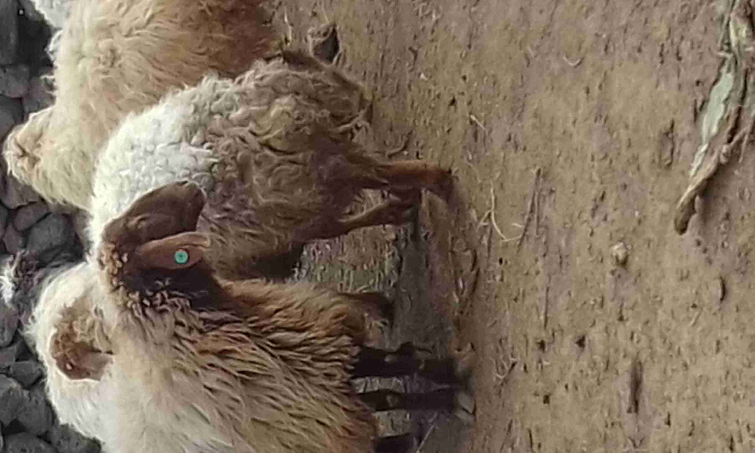 درار خمسة نخب روح اربح
لا تنسَ أنك شاهدت هذا الإعلان في عنكبوت
خمس نعاج سن بيهن ثنية وخماس ما...