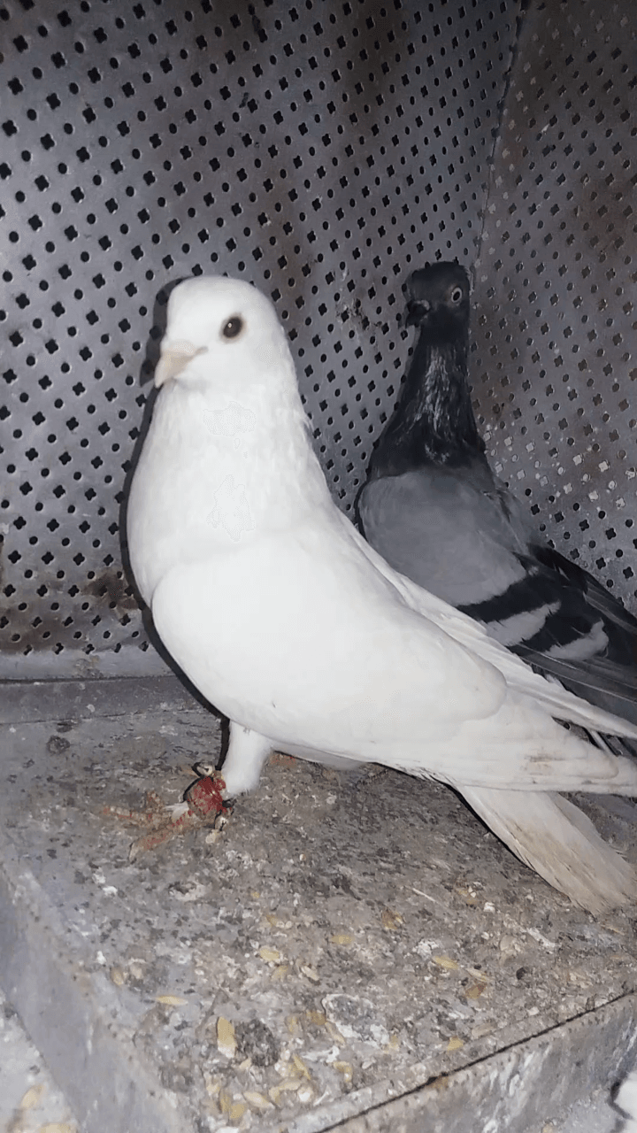 ثلاث حبات فحل شلبي و طيره هنديه ذيل كركند وفحل هندي أول خيره بسعر مغري30 عجلون ص
لا تنسَ أنك شاهدت هذا الإعلان في عنكبوت...