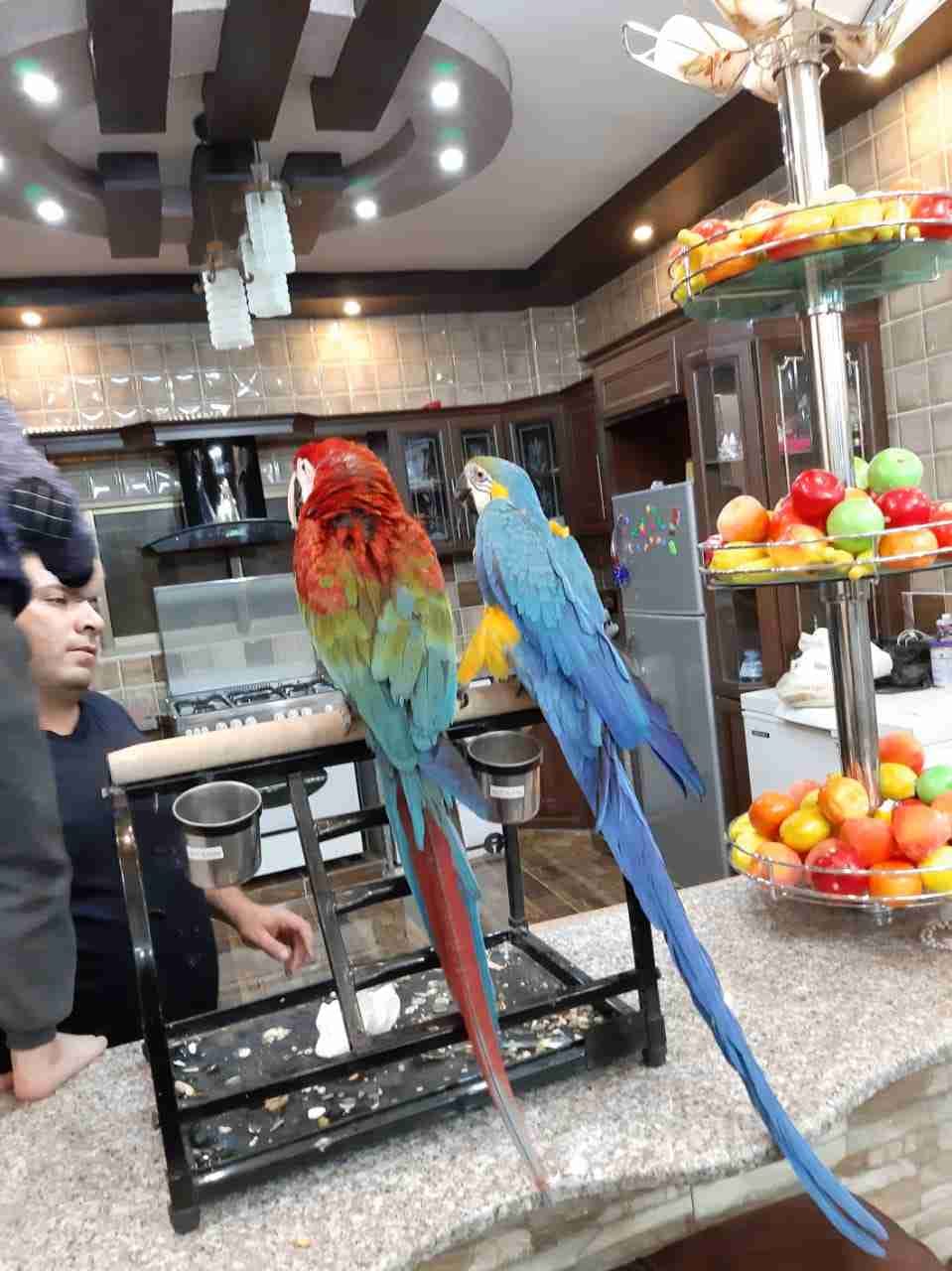 مطلوب ببغاء مكاو احمر وازرق وكوكاتو جميع انواعه0796493788
لا تنسَ أنك شاهدت هذا الإعلان في عنكبوت...