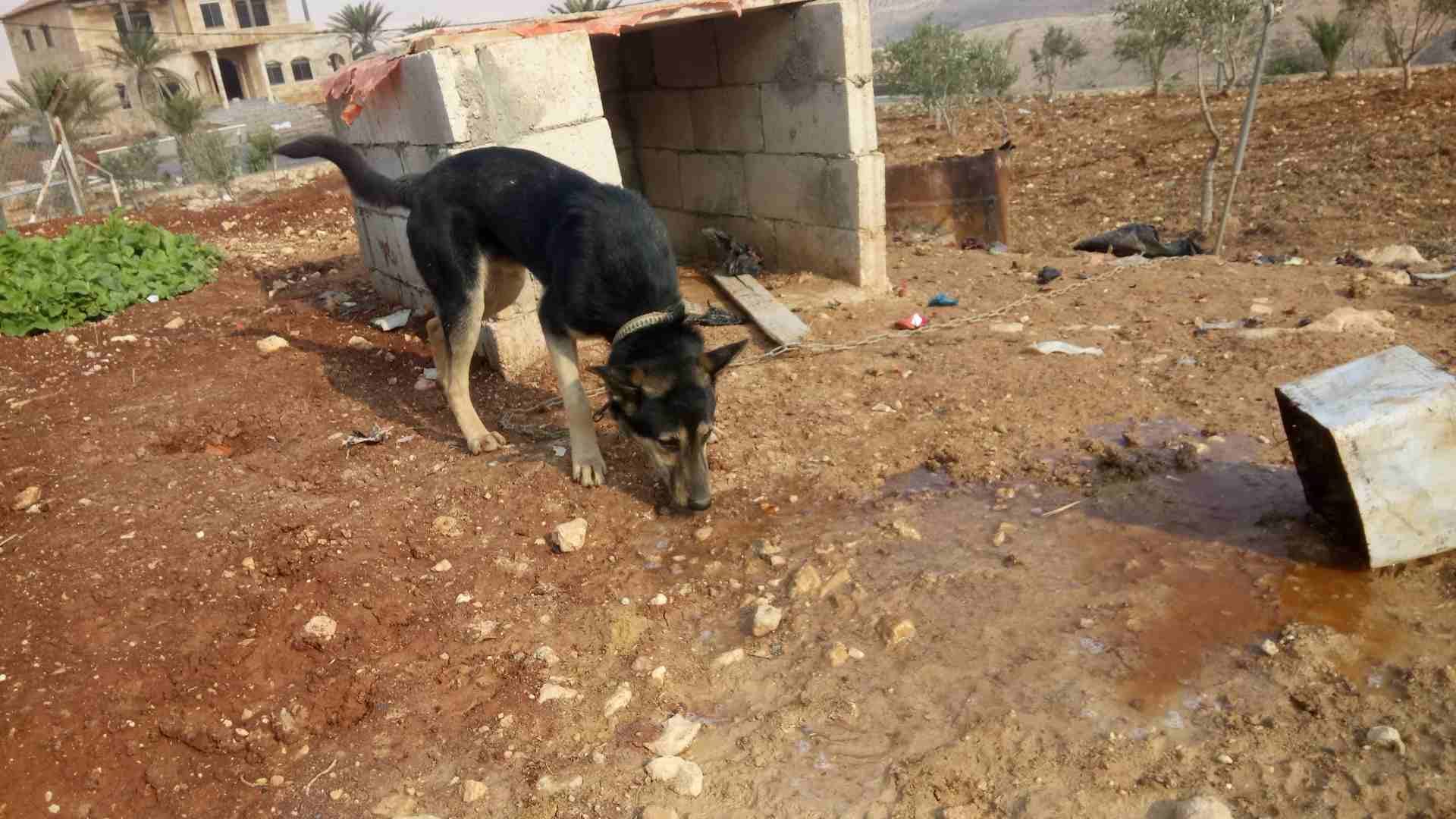 العلوك
لا تنسَ أنك شاهدت هذا الإعلان في عنكبوت
الزرقاء
رقم المعل...