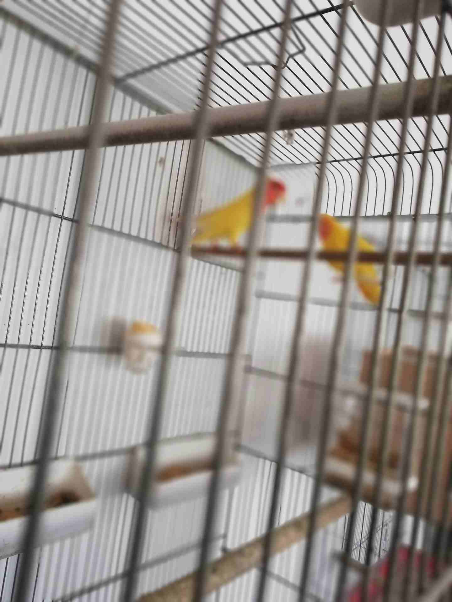 جوز روز تحتيه 3فراخ للبيع بدون قفص مع الكوخ فقط
لا تنسَ أنك شاهدت هذا الإعلان في عنكبوت
جوز روز ل...