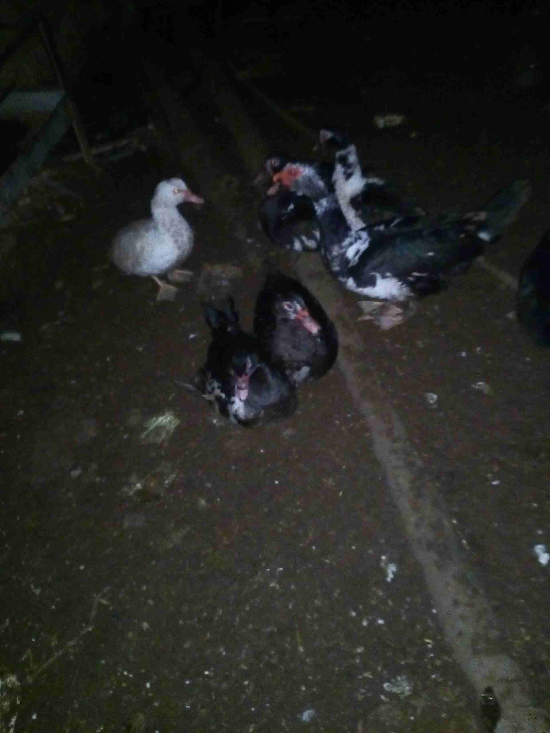 يوجد بط للبيع
لا تنسَ أنك شاهدت هذا الإعلان في عنكبوت
يوجد بط للبيع نوع كسوفي 3ذكور و5 اناثي...
