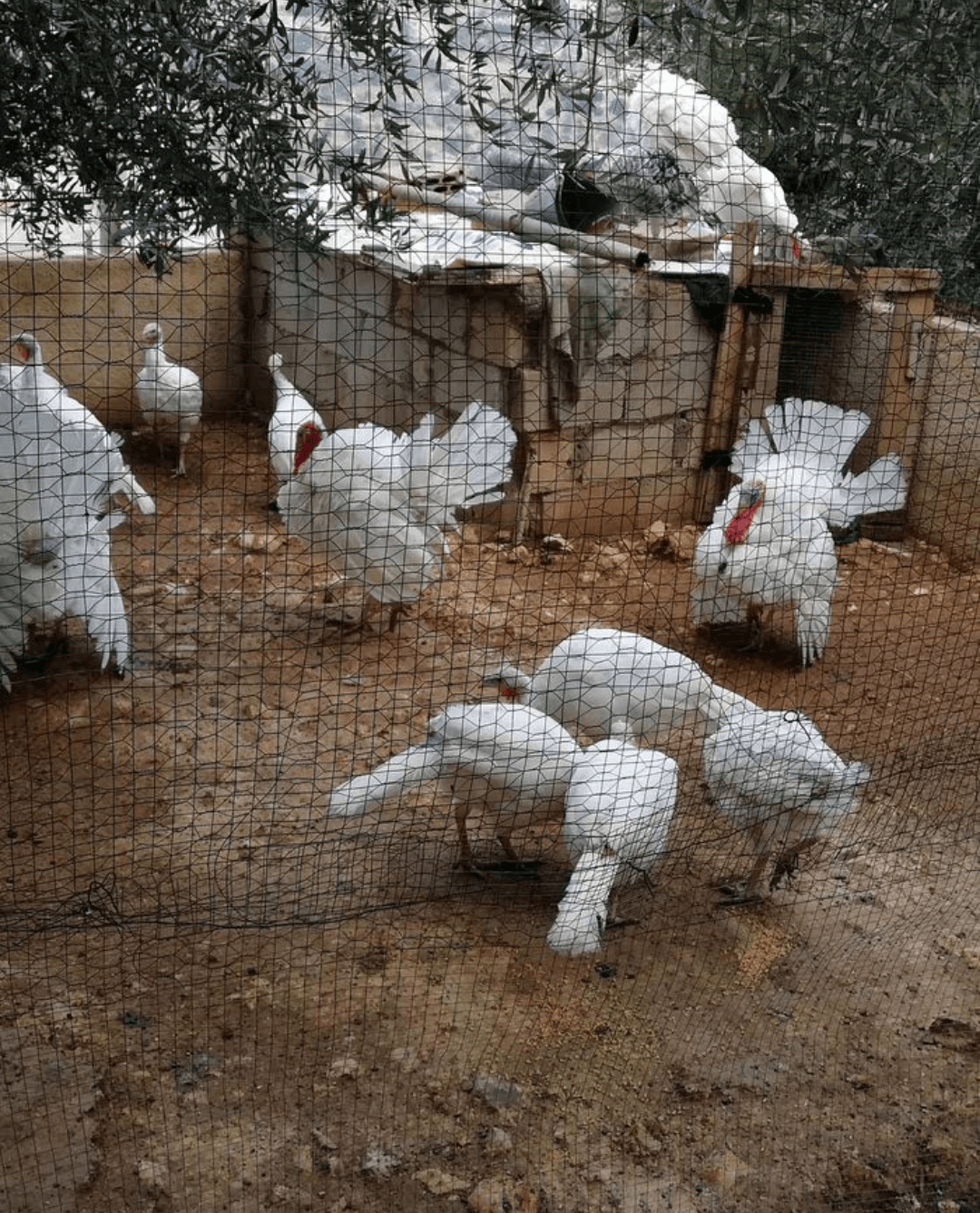 ذكور حبش هولندي حجم جامبو
لا تنسَ أنك شاهدت هذا الإعلان في عنكبوت
ذكور حبش هولندي
عمر 8 شهور
نخب...