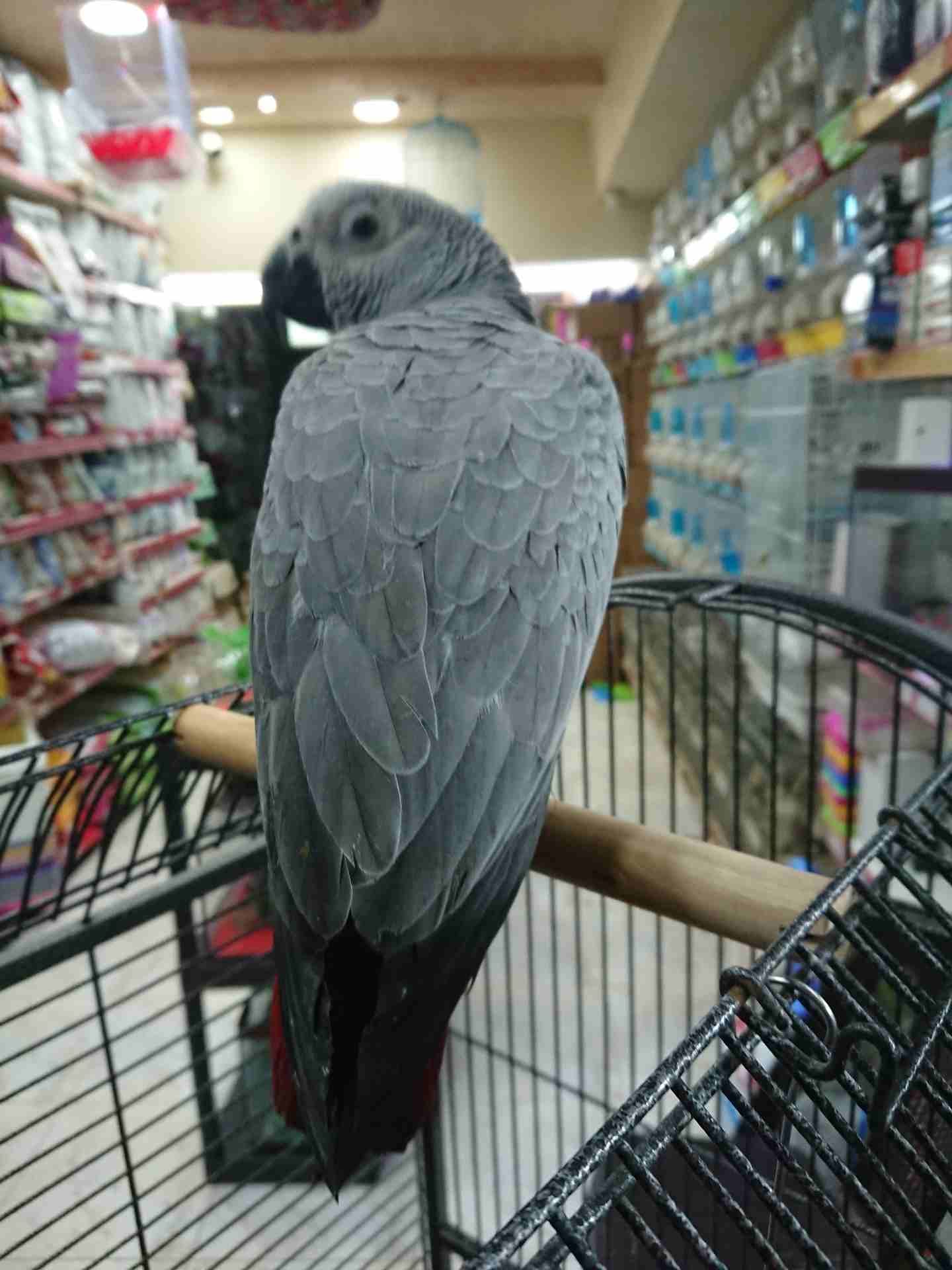 فرخ كاسكو مزارع للمربين الكاسكو فرخ الحلم عين سودة حجل دهبي رأس الطير.
لا تنسَ أنك شاهدت هذا الإعلان في عنكبوت...