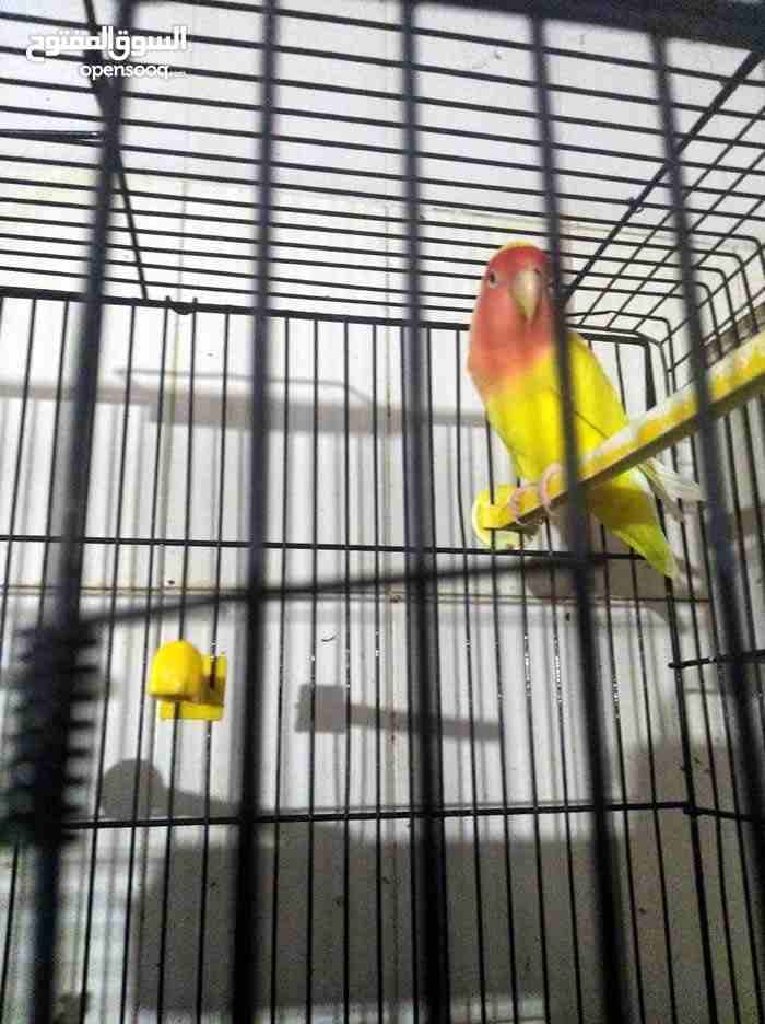 فيشر ازرق وحبة روز اصفر وراس احمر
لا تنسَ أنك شاهدت هذا الإعلان في عنكبوت
البيع بدون قفص
جوز الف...