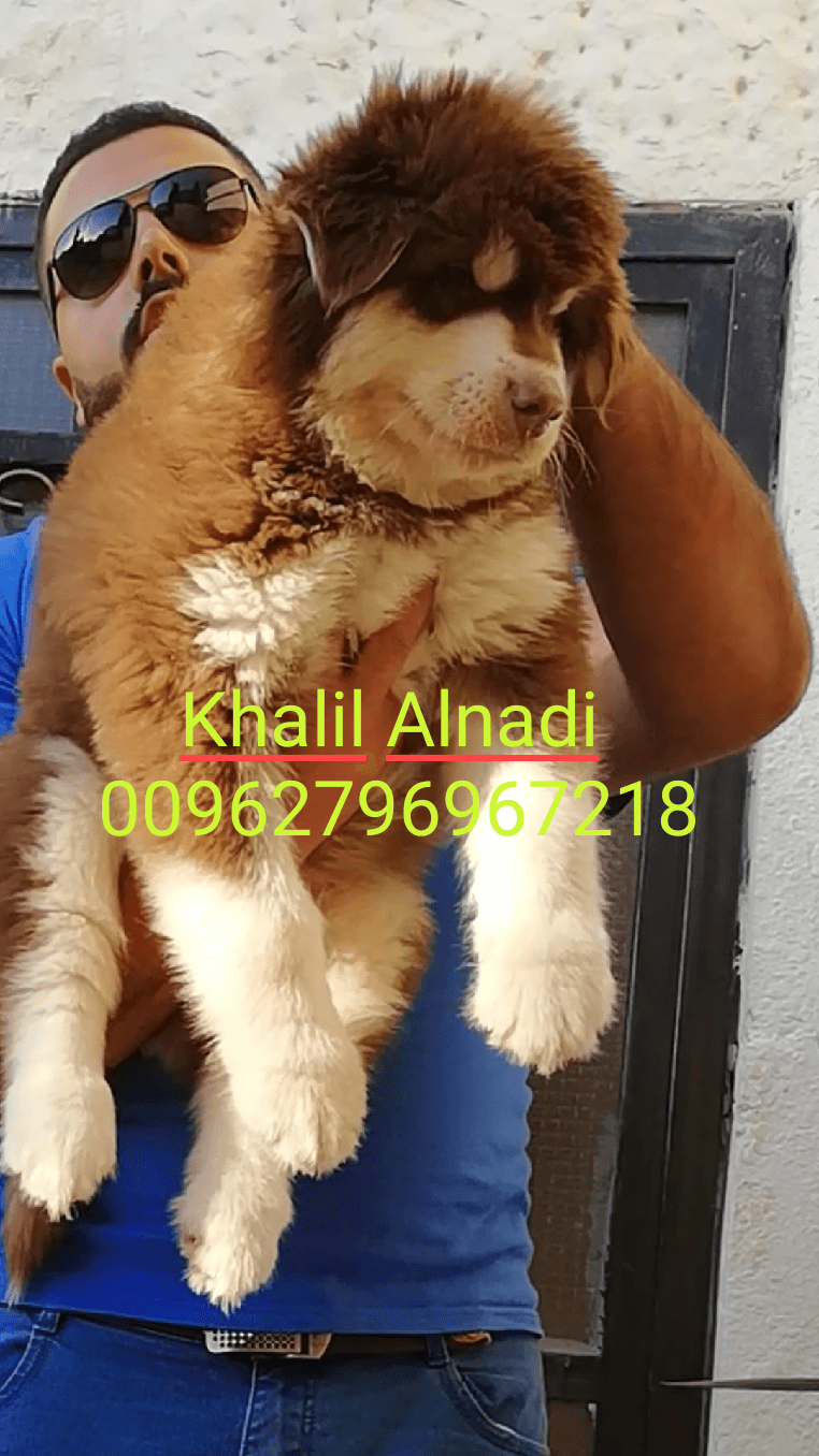 Gaint Alaskan Malamute
لا تنسَ أنك شاهدت هذا الإعلان في عنكبوت
بسم الله ما شاء الله ...
متاح...
