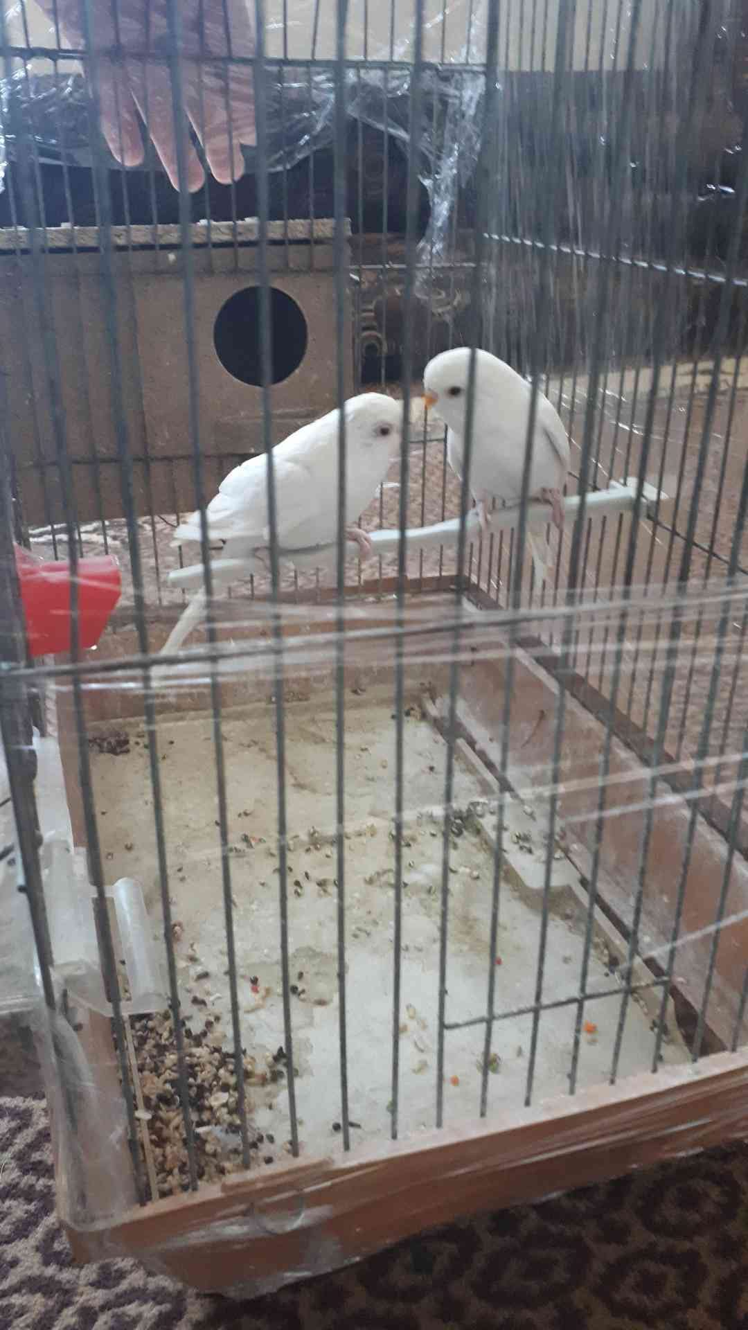 جوزين حب لون أليض للبيع ألبينو عين حمراء
لا تنسَ أنك شاهدت هذا الإعلان في عنكبوت
الرصيفة الجب...