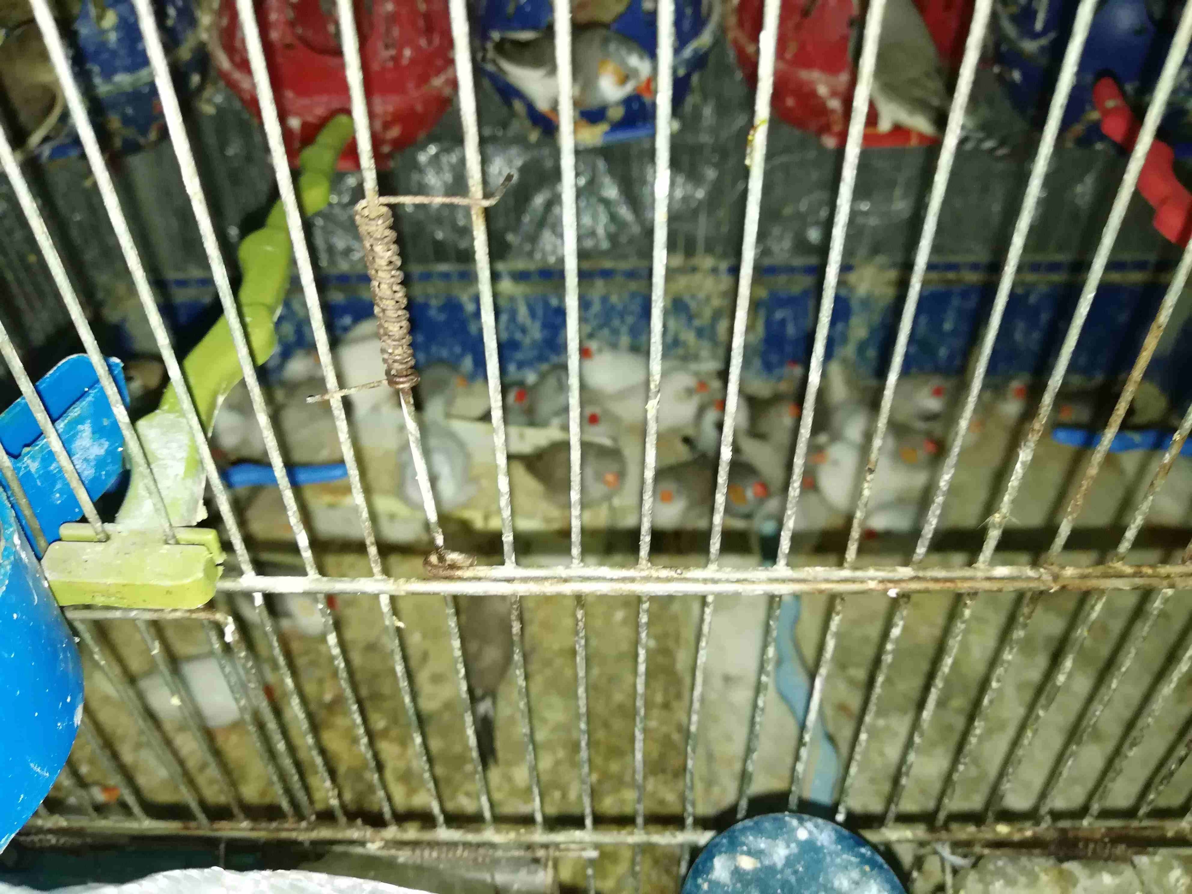 مطير فنجز للبيع 22 جوز مع المطير السعر قابل للتفاوض
لا تنسَ أنك شاهدت هذا الإعلان في عنكبوت
مطي...