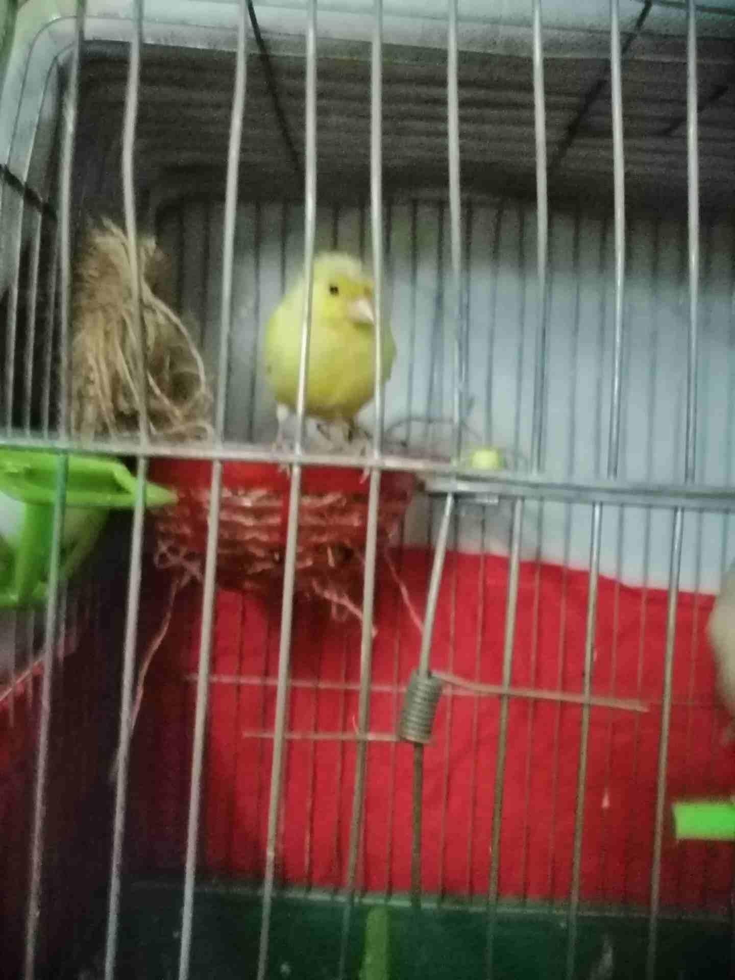 جوز ميزوك
لا تنسَ أنك شاهدت هذا الإعلان في عنكبوت
ذكر ميزوك اصفر مع ابيض زي نار
مع انثَي جزري مقن...