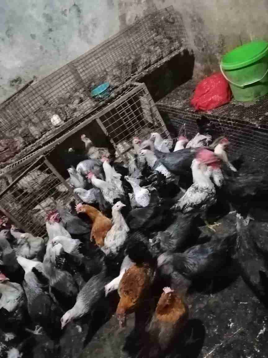 مزرعه الأرنب رصيفه
لا تنسَ أنك شاهدت هذا الإعلان في عنكبوت
يوجد لدينا جميع انواع الطيور والحي...