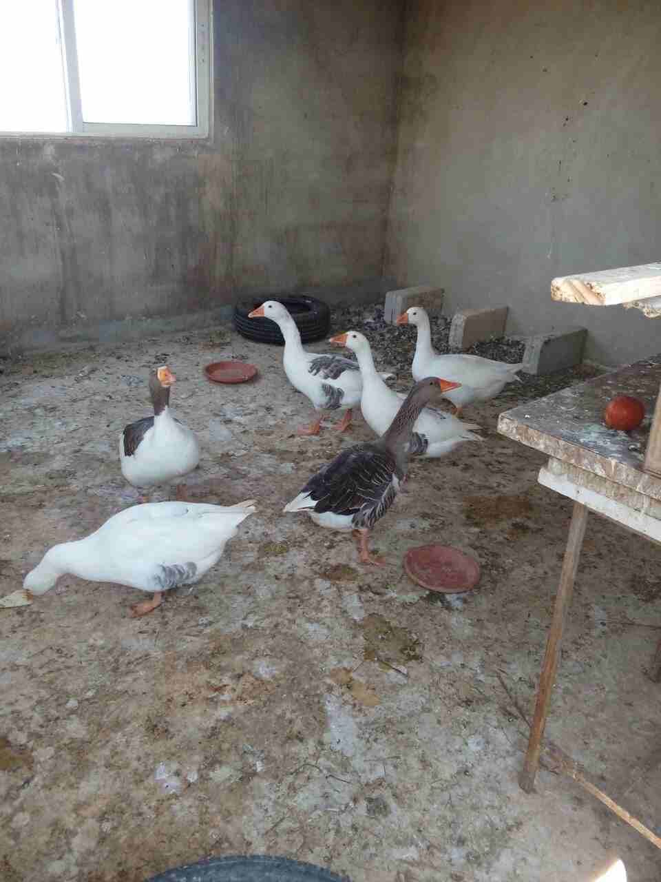 اوز جامبو
لا تنسَ أنك شاهدت هذا الإعلان في عنكبوت
للبيع 6وزات ذكر وانثى و 4 فراخ عمر الحبه 9 شهو...