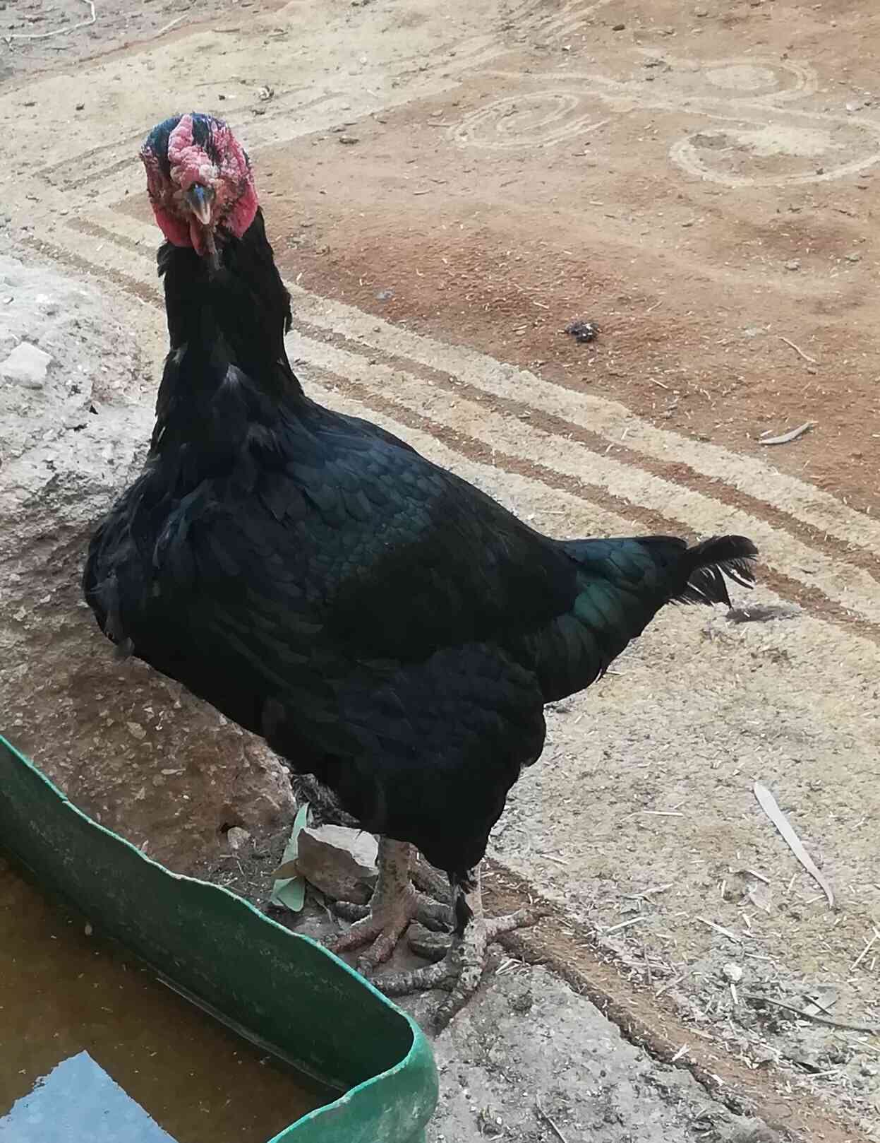 طقم باكستاني جاجتين وديك ما شاء الله عليهم
لا تنسَ أنك شاهدت هذا الإعلان في عنكبوت
للبيع او ل...