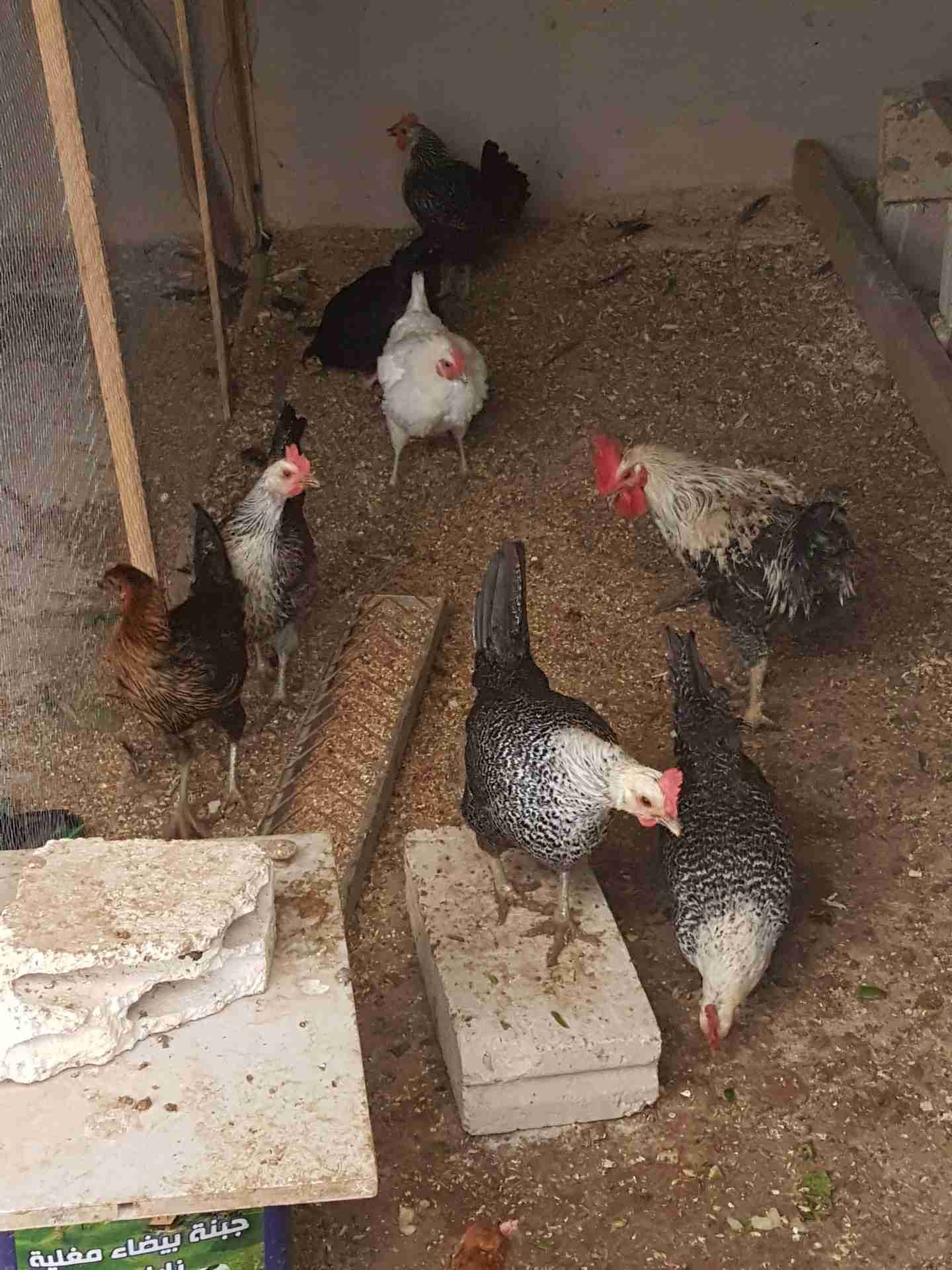 دجاج فيومي
لا تنسَ أنك شاهدت هذا الإعلان في عنكبوت
3 دجاجات عمر سنه بداية بيض .. صحه ونظافه و...