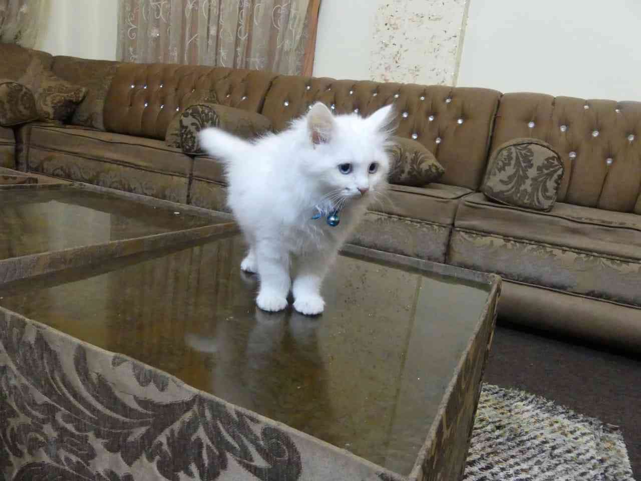 قط شيرازي ابيض ثلجي .
لا تنسَ أنك شاهدت هذا الإعلان في عنكبوت
قط شيرازي ابيض ثلجي..عمرها شهر...