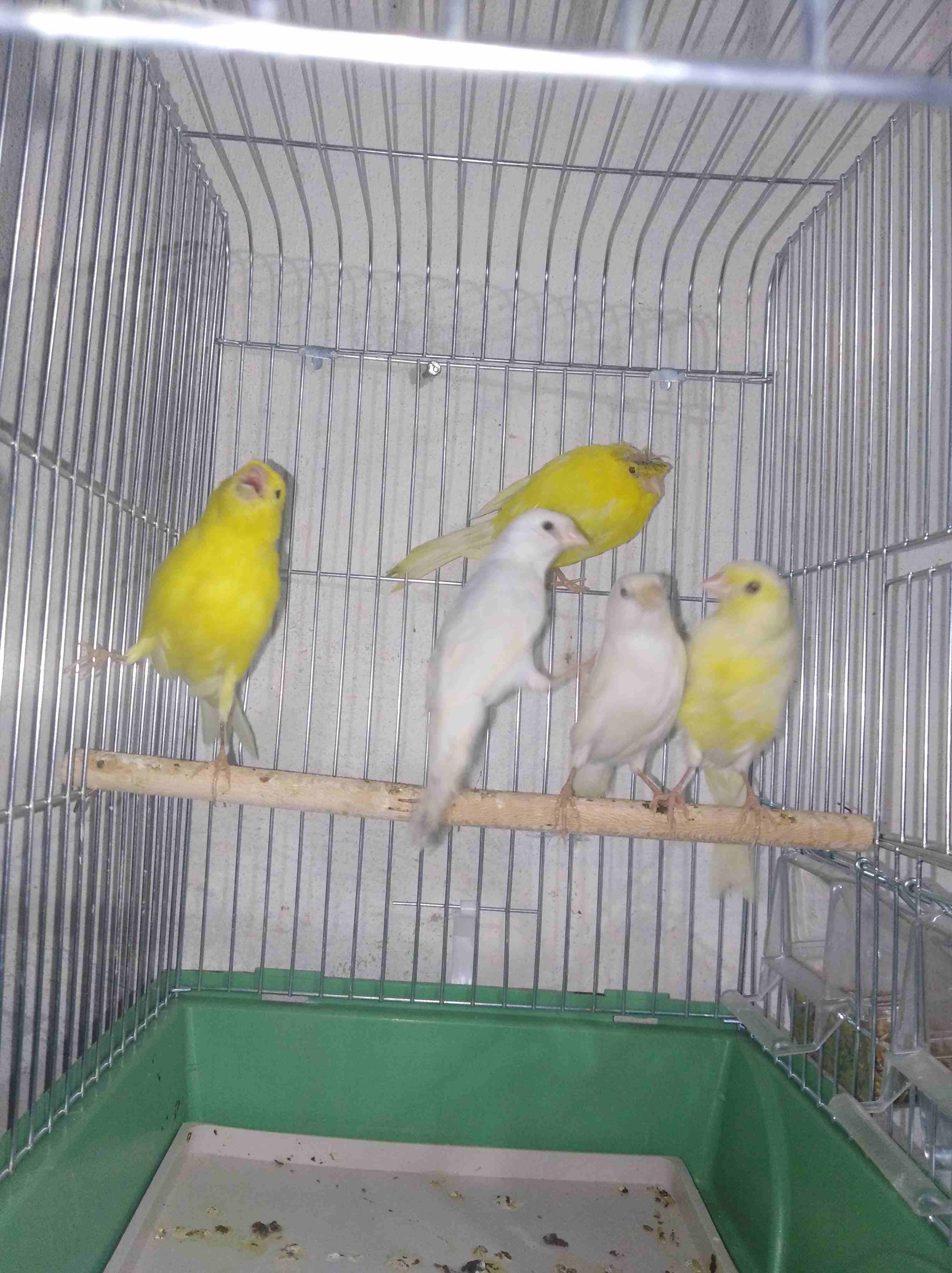 5 طوير كنارات 2 بيض و3 ليمونيات طوير مااااادات للبيع
لا تنسَ أنك شاهدت هذا الإعلان في عنكبوت
بسم...