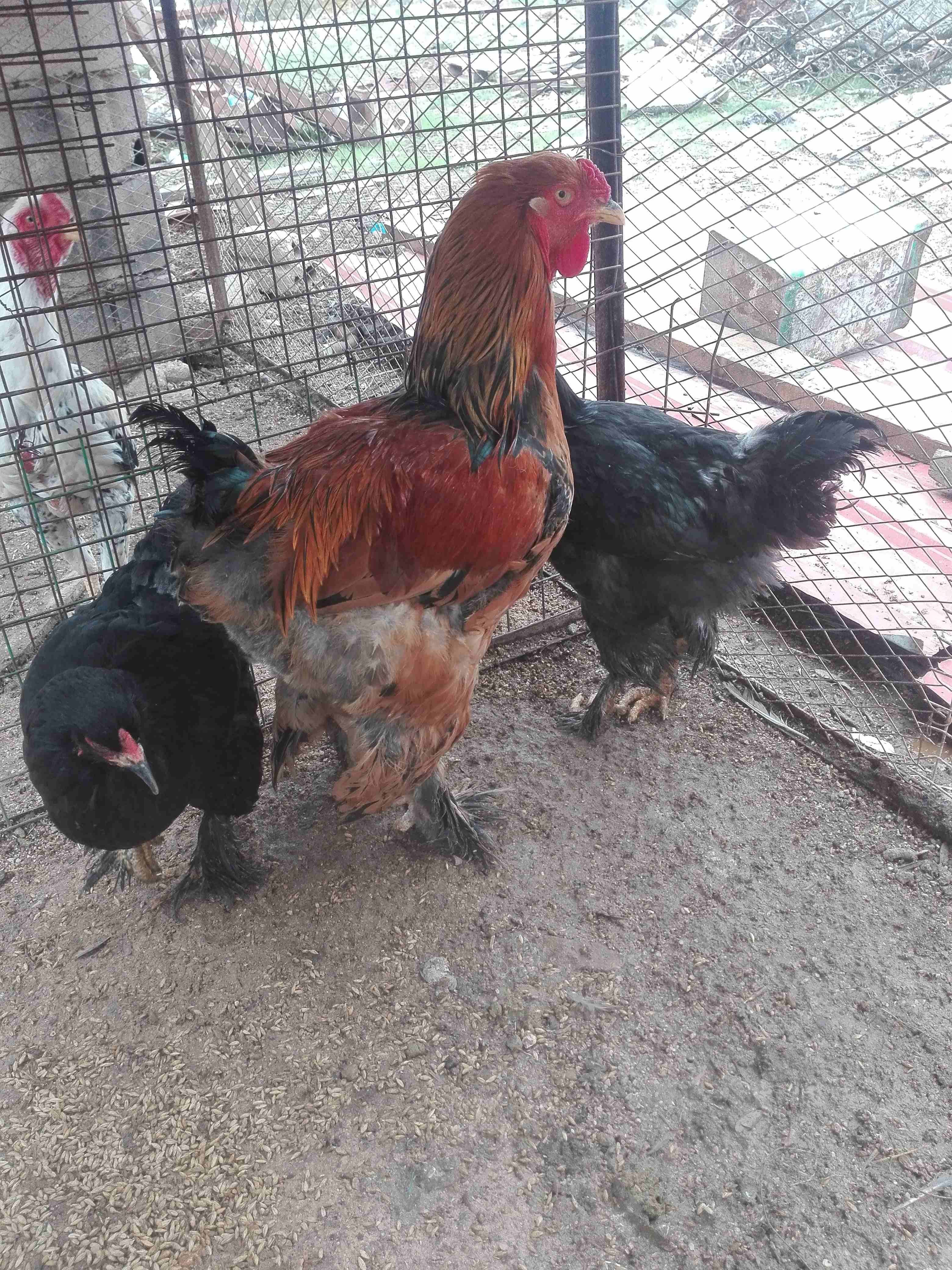 براهمه جوز و ديك
لا تنسَ أنك شاهدت هذا الإعلان في عنكبوت
جوز اسود و ديك احمر سوبر...