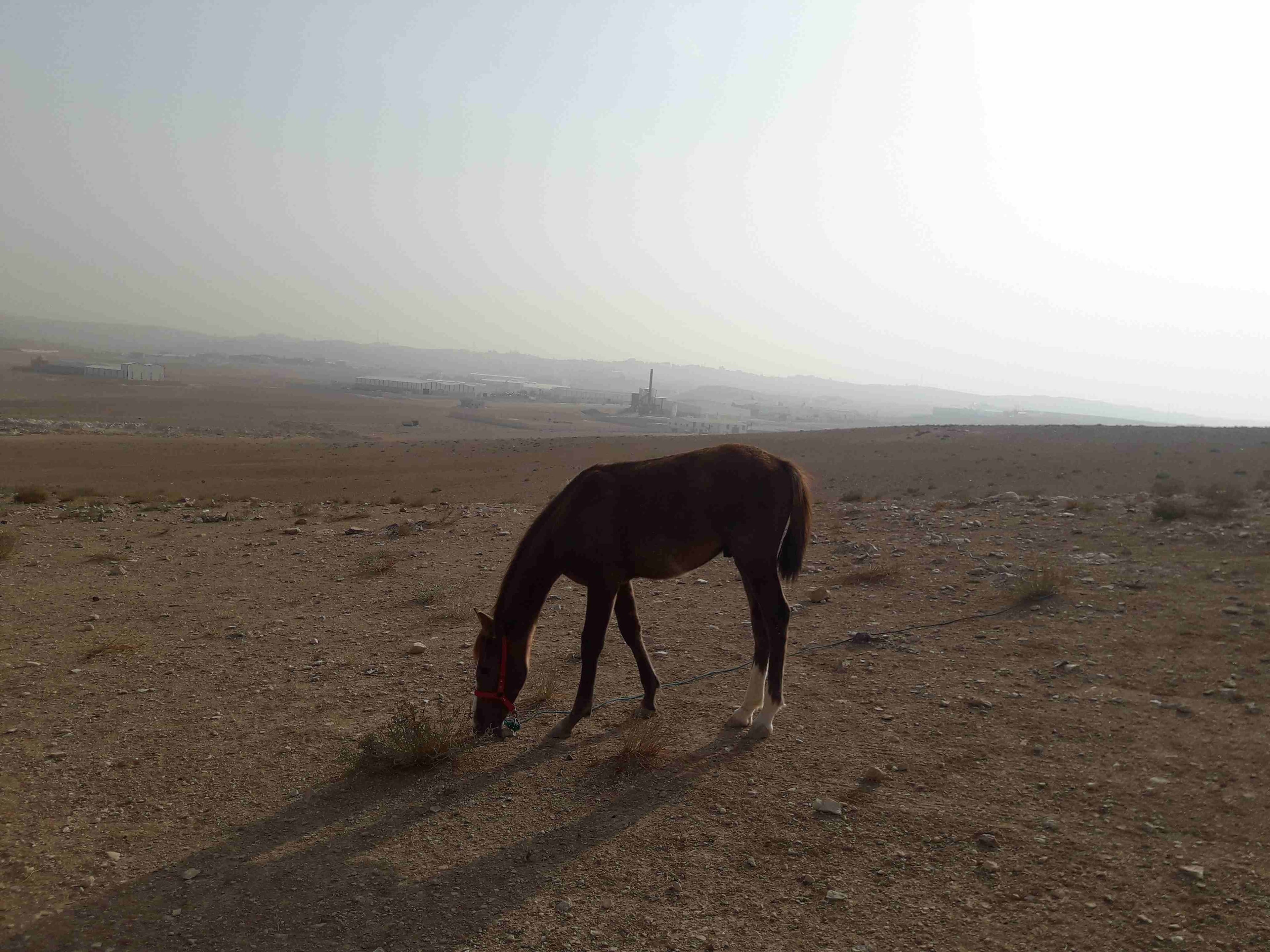 مهر للبدل على غنم
لا تنسَ أنك شاهدت هذا الإعلان في عنكبوت
مهر عمره 8 شهور ما شاء الله عليه . نظي...