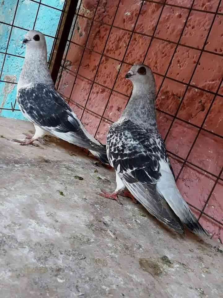 9 جواز للبيع كلو شغال ونخب
لا تنسَ أنك شاهدت هذا الإعلان في عنكبوت
على بركة الله 9 جواز للبيع...
