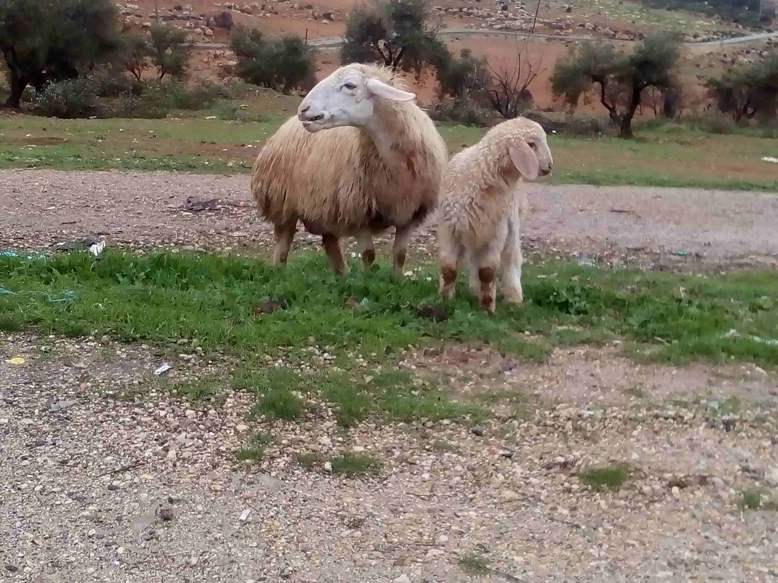 جرش طريق ازرقا
لا تنسَ أنك شاهدت هذا الإعلان في عنكبوت
نعجه'مع بنتها'نخب عمر 4سنوات...