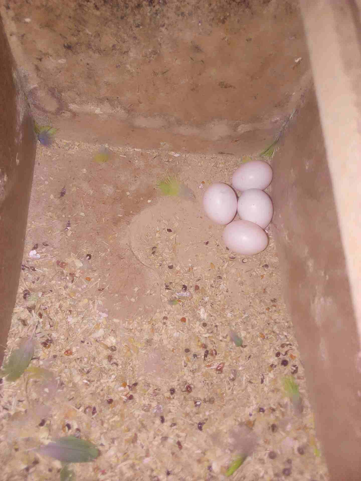 جبل الحسين عند كزية تجان
لا تنسَ أنك شاهدت هذا الإعلان في عنكبوت
فشر البيع مع4 بيض مع قفص مع كوخ...