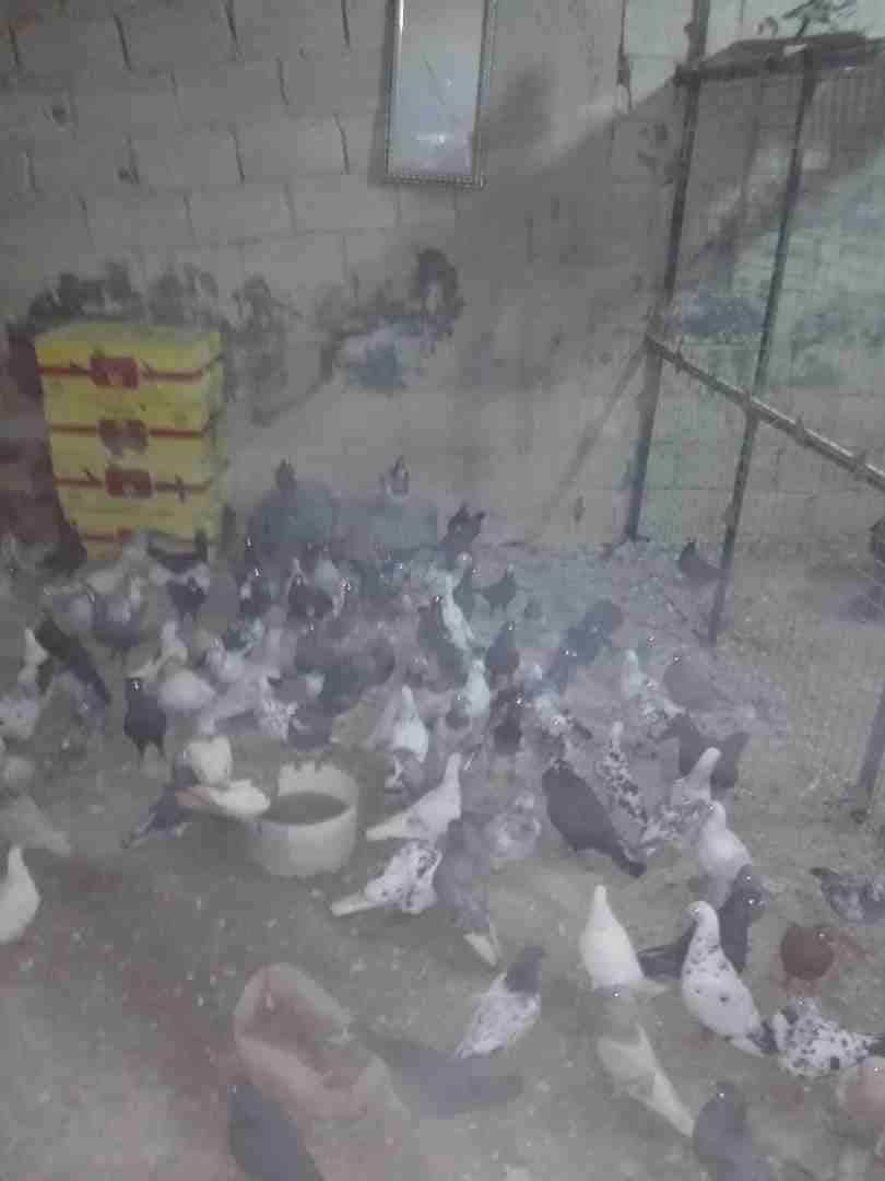حماااام شقف للبيع
لا تنسَ أنك شاهدت هذا الإعلان في عنكبوت
حمااام للبيع بافضل الاسعار...