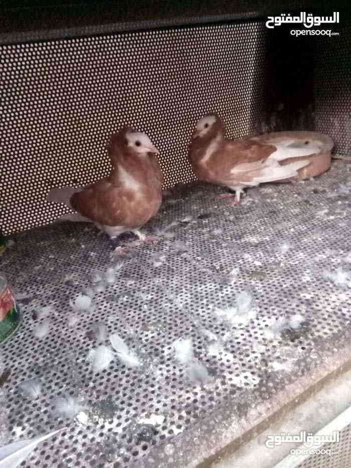 جوز نمساوي
لا تنسَ أنك شاهدت هذا الإعلان في عنكبوت
جوز نمساوي شغال صحه ونظافه ممتازه هدول الص...