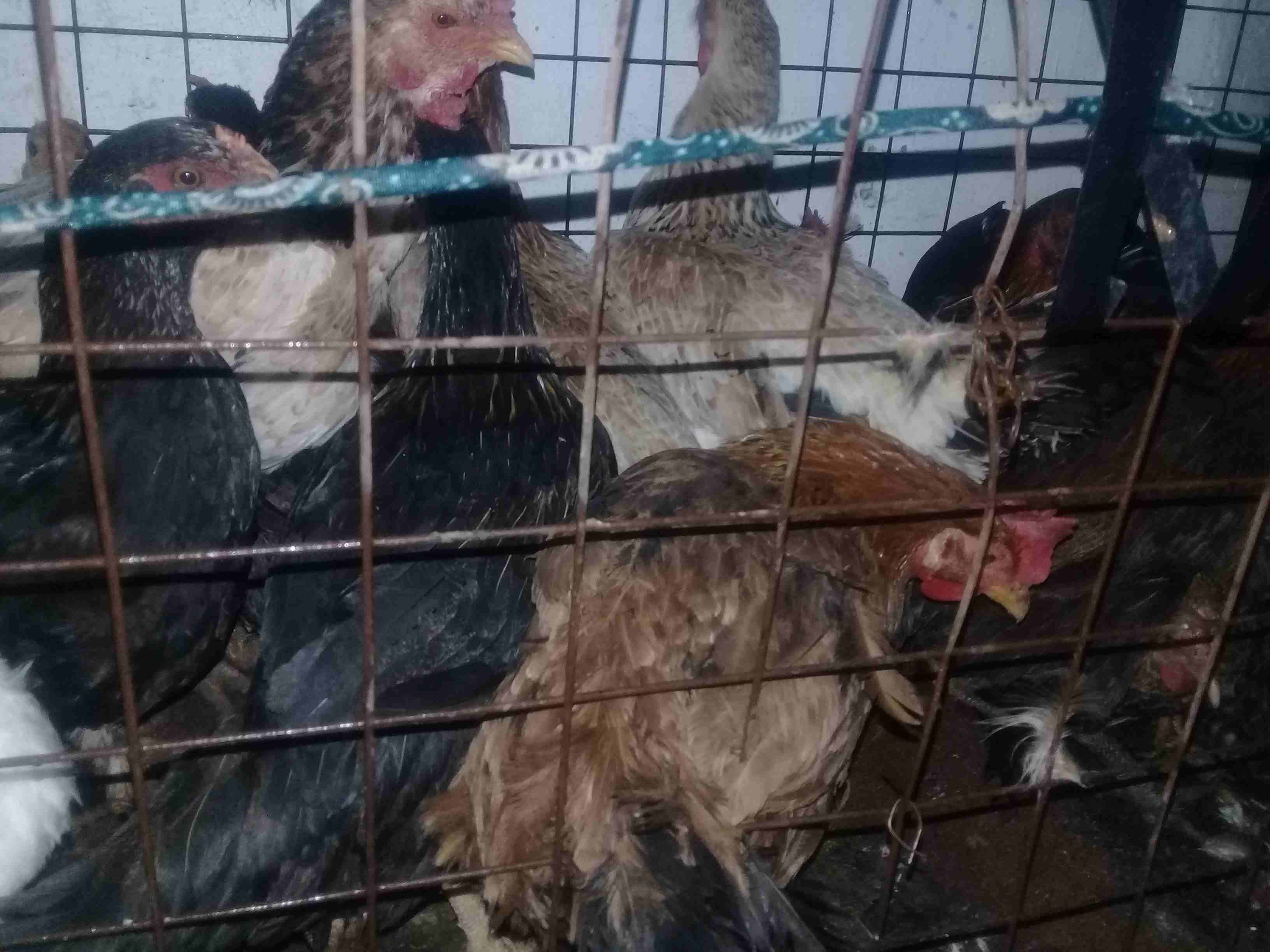 دجاج بلدي وجاج بندوق باكستاني
لا تنسَ أنك شاهدت هذا الإعلان في عنكبوت
45 جاجه للبيع...