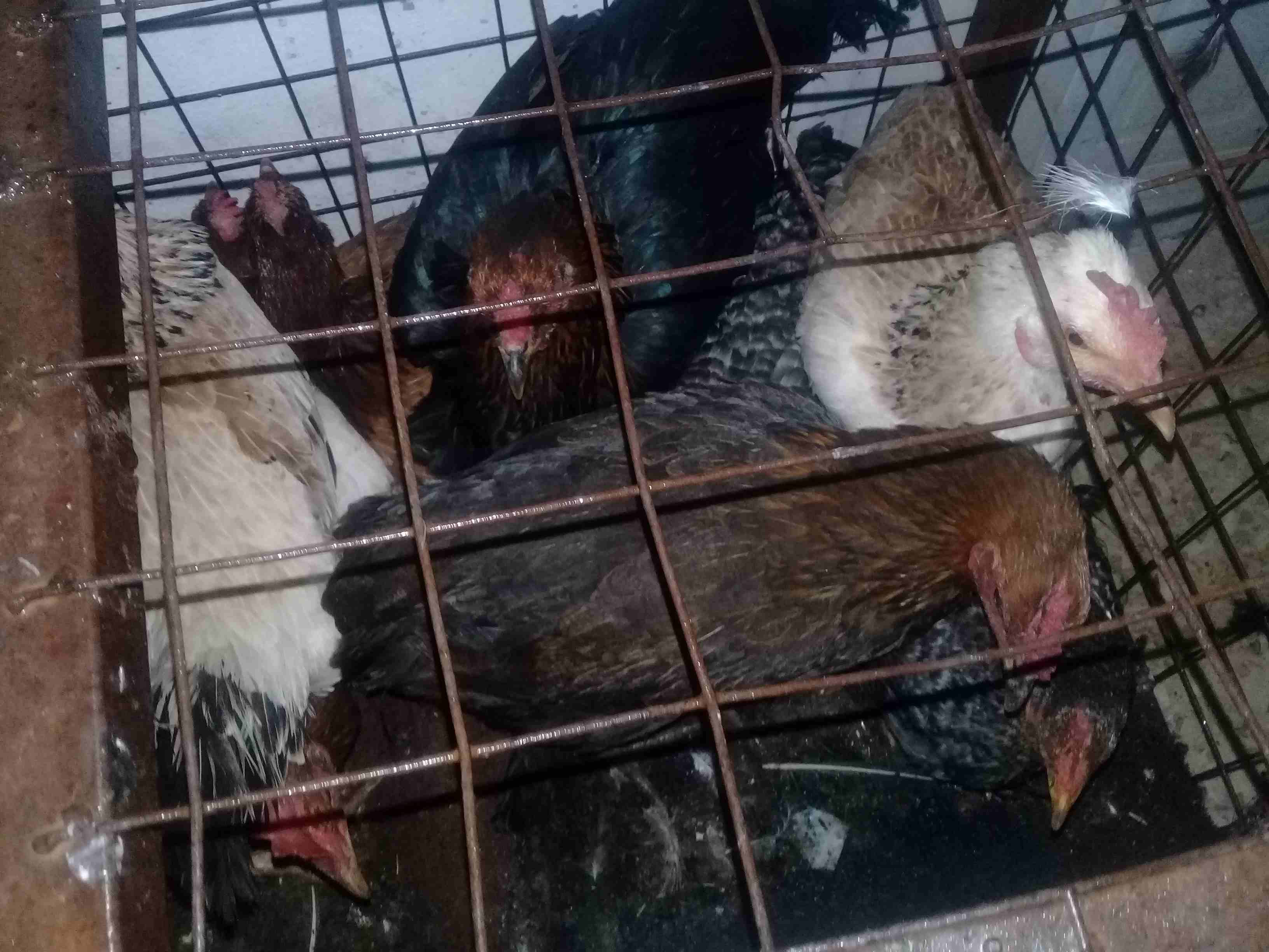 دجاج بلدي وجاج بندوق باكستاني
لا تنسَ أنك شاهدت هذا الإعلان في عنكبوت
45 جاجه للبيع...