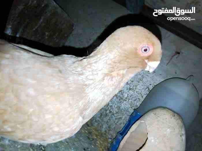 مصري اصفر نخب مقلوب وشغال
لا تنسَ أنك شاهدت هذا الإعلان في عنكبوت
مصري اصفر مقلوب فحل شغال ومنتج...