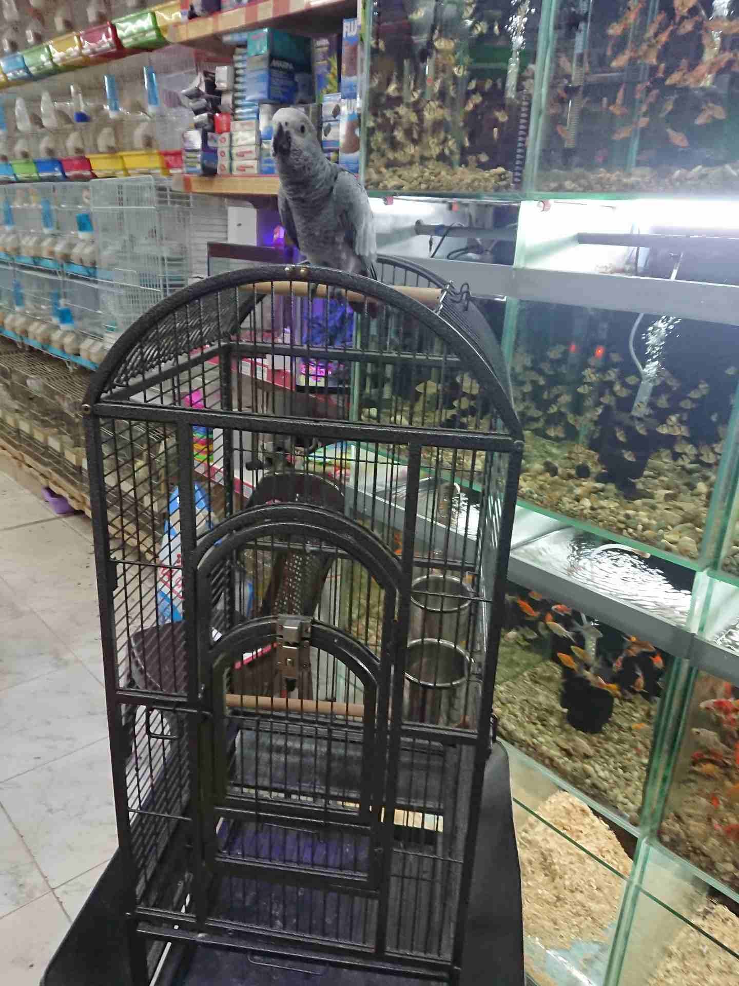 فرخ كاسكو مزارع للمربين الكاسكو فرخ الحلم عين سودة حجل دهبي رأس الطير.
لا تنسَ أنك شاهدت هذا الإعلان في عنكبوت...