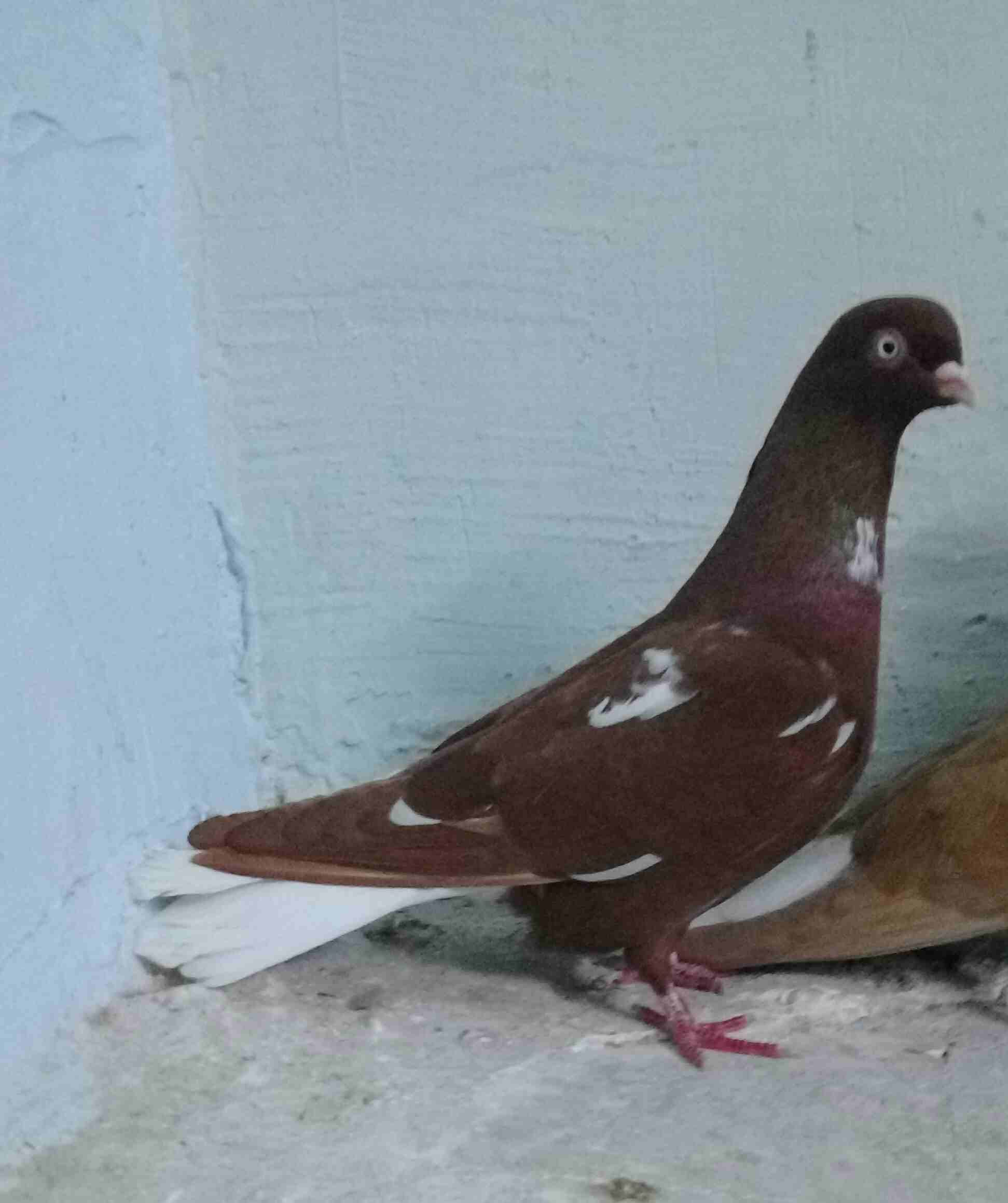 ثلاث طواير شغلات بأذن الله. رجاء الاتصال ع رقم هاذ 0789519794
لا تنسَ أنك شاهدت هذا الإعلان في عنكبوت...