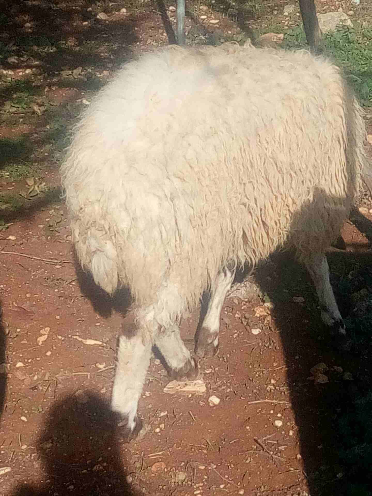 غنم لحم
لا تنسَ أنك شاهدت هذا الإعلان في عنكبوت
نعجة لحم سن النعجة رباعية ... العابور عمرها 11 ش...