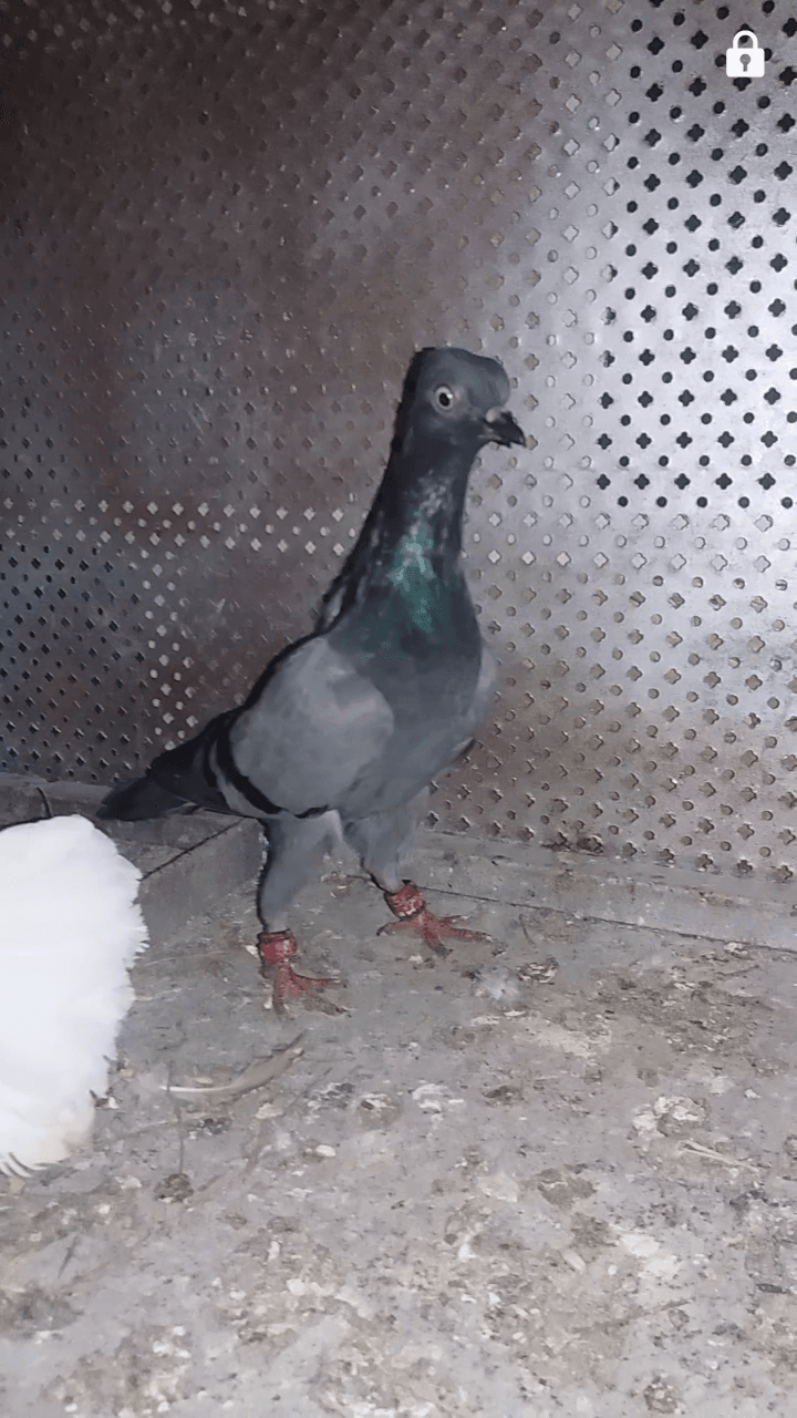 ثلاث حبات فحل شلبي و طيره هنديه ذيل كركند وفحل هندي أول خيره بسعر مغري30 عجلون ص
لا تنسَ أنك شاهدت هذا الإعلان في عنكبوت...