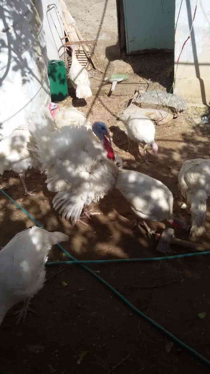 حبش للبيع
لا تنسَ أنك شاهدت هذا الإعلان في عنكبوت
حبش للبيع ذكور تكبيس واناثي بياضه صحه تمام...