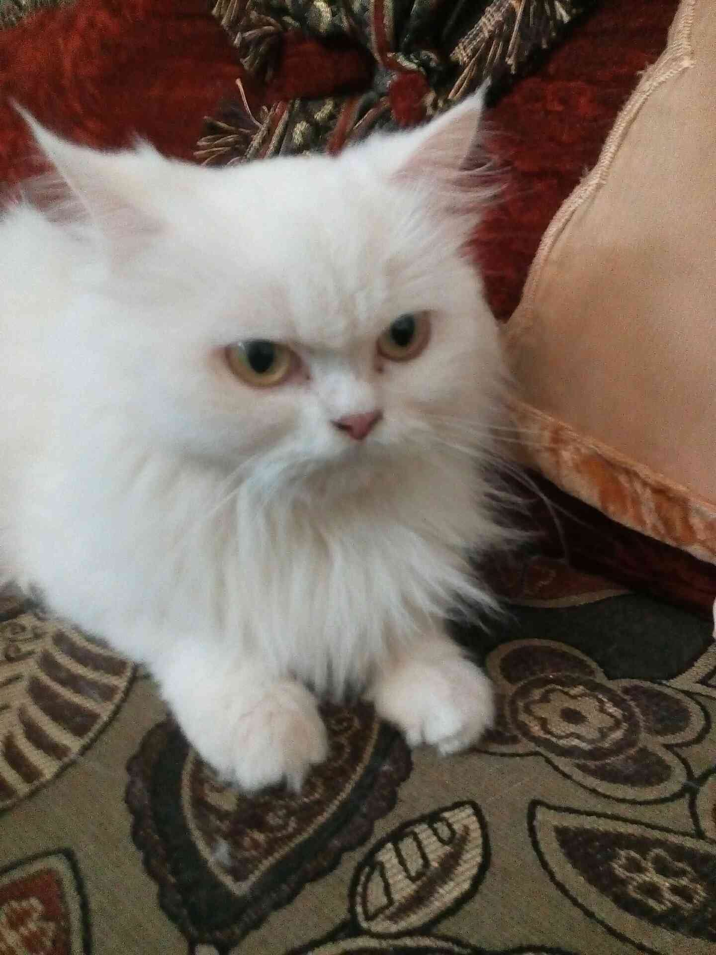 للبيع انثه شرازي اصلي عمرها ثمن اشهر
لا تنسَ أنك شاهدت هذا الإعلان في عنكبوت
ماخضه جميع المطا...