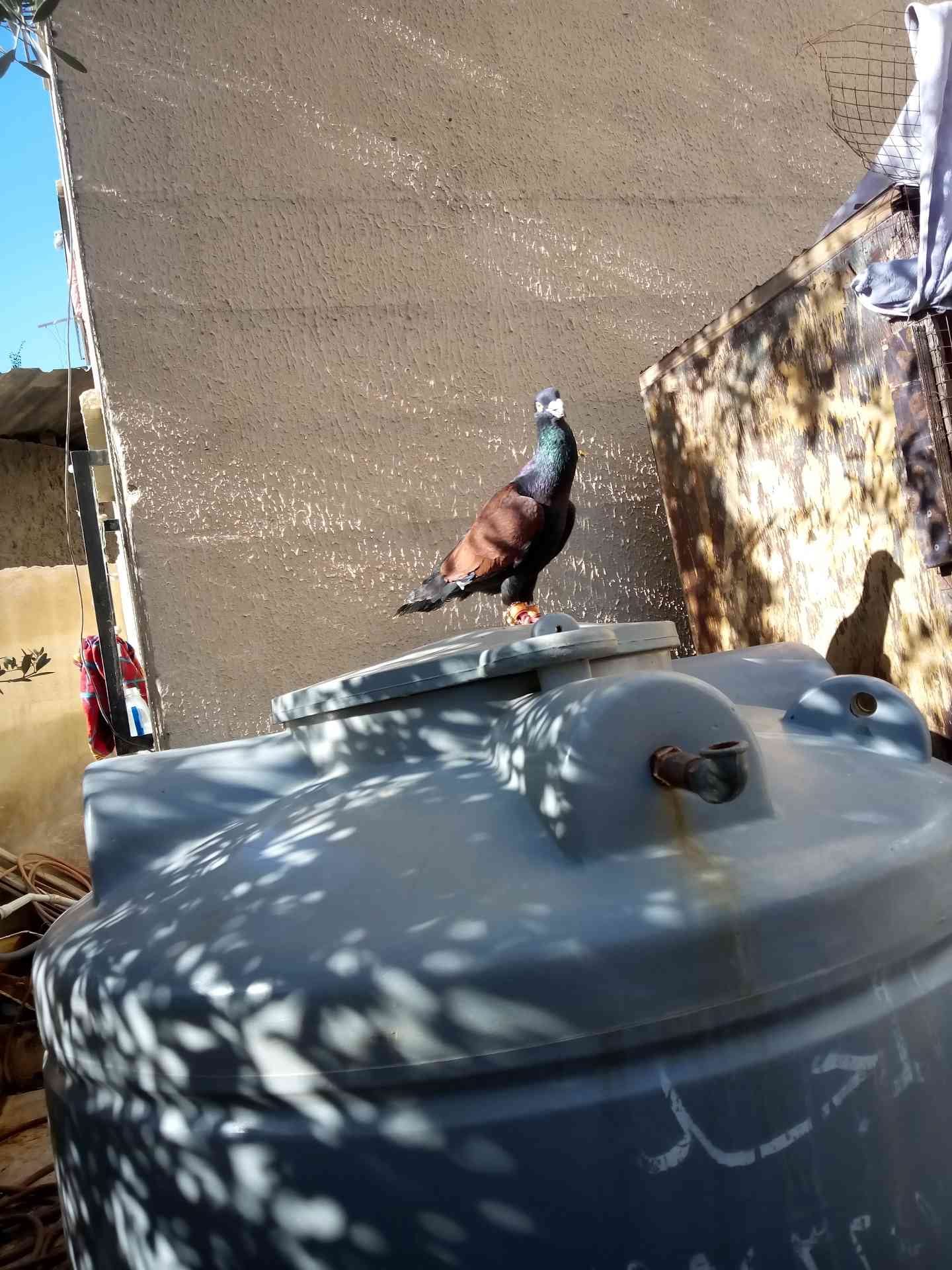 فحل للبيع
لا تنسَ أنك شاهدت هذا الإعلان في عنكبوت
فحل قرنفلي للبيع
او البدل...