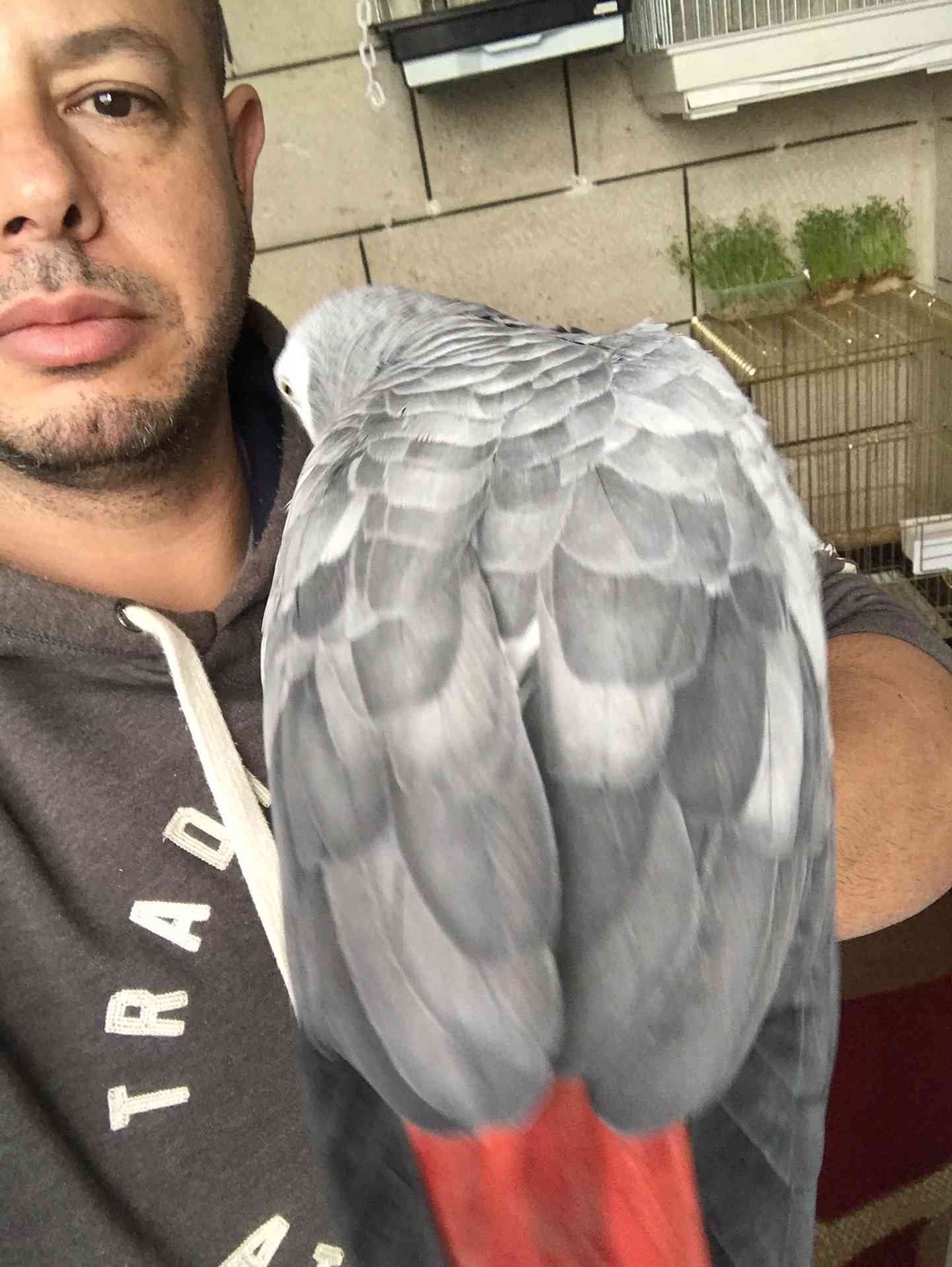 كاسكو لون صدفي اليف متكلم للبيع
لا تنسَ أنك شاهدت هذا الإعلان في عنكبوت
كاسكو عمرو سنه ونص ال...