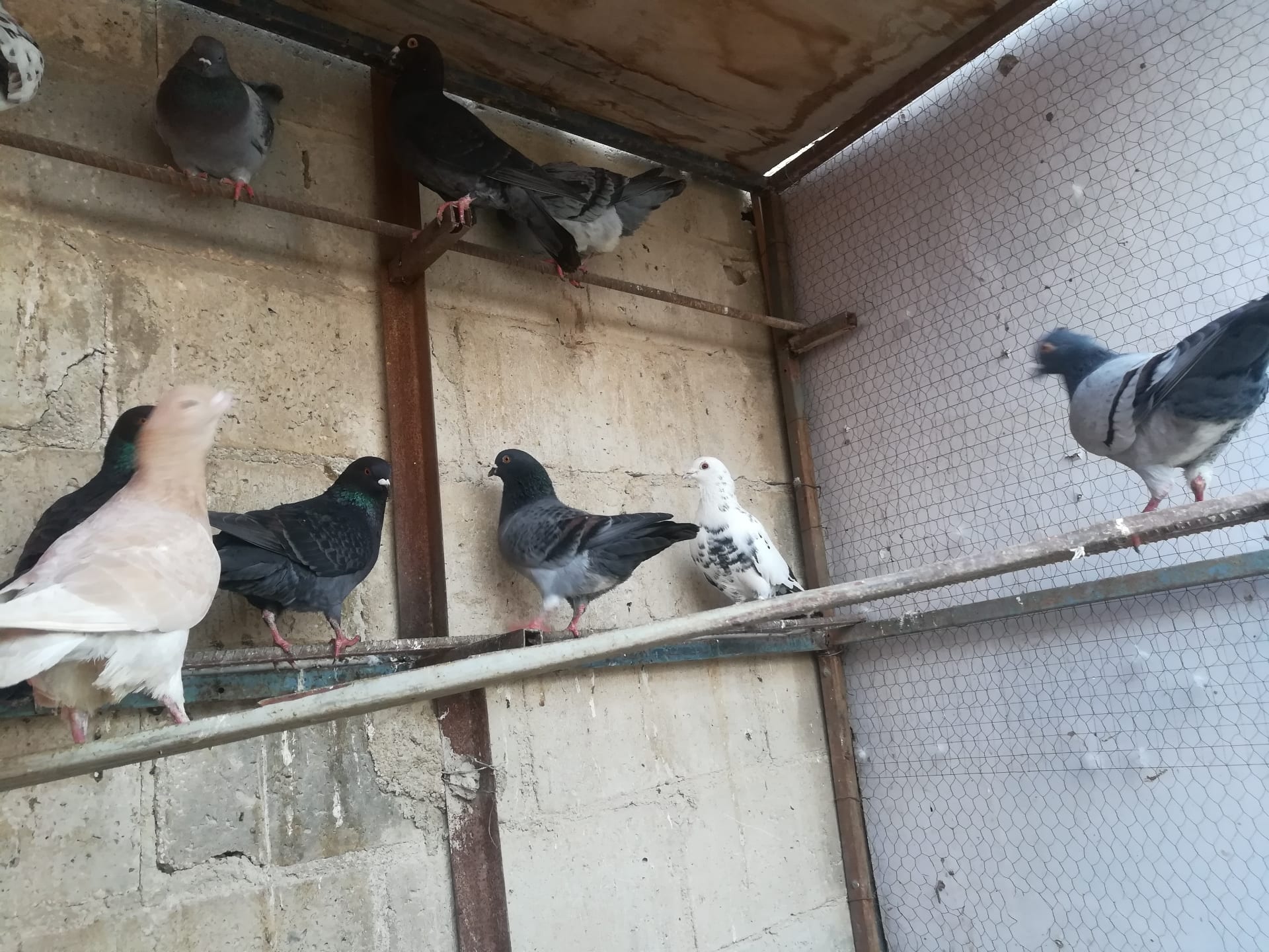 حمام بلدي للبيع او للبدل
لا تنسَ أنك شاهدت هذا الإعلان في عنكبوت
جواز للبيع او للبدل سعر الجو...