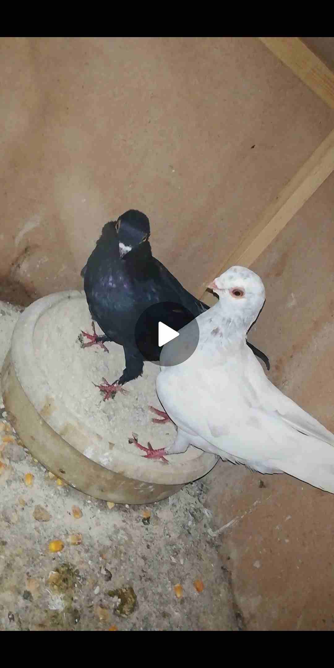 طيرين بواقي 7 على الاغلب
لا تنسَ أنك شاهدت هذا الإعلان في عنكبوت
فرخين صينيات للبيع موجودات بالسل...