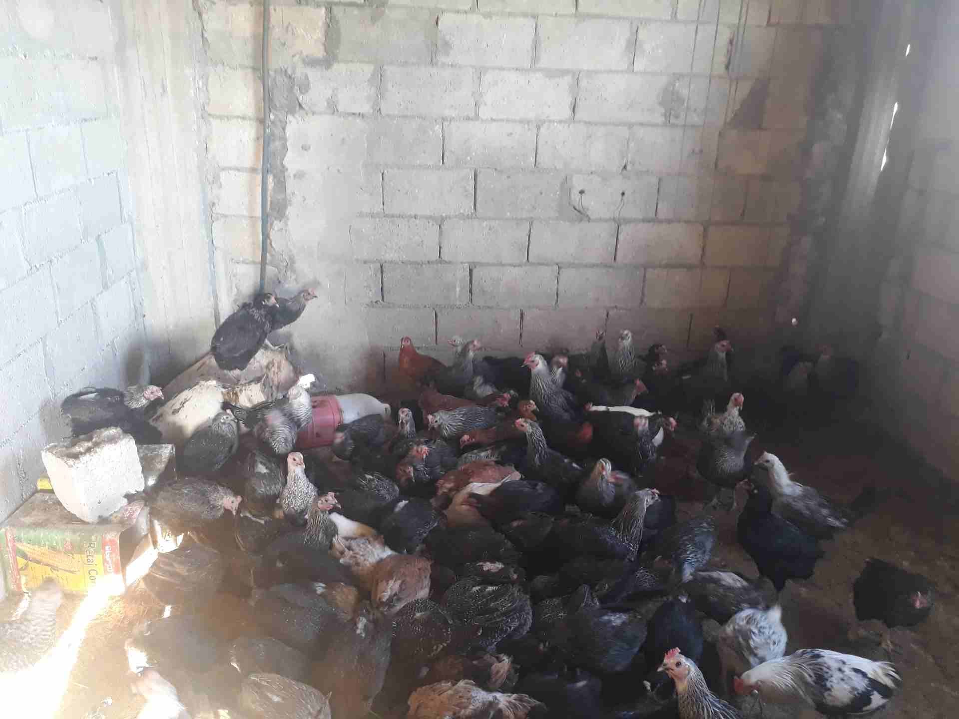 جاج بلدي و فيومي سعر حرق يوجد دجاج بلدي و فيومي سعر تب نضافه عمر الدجاج سنه الكو
لا تنسَ أنك شاهدت هذا الإعلان في عنكبوت...