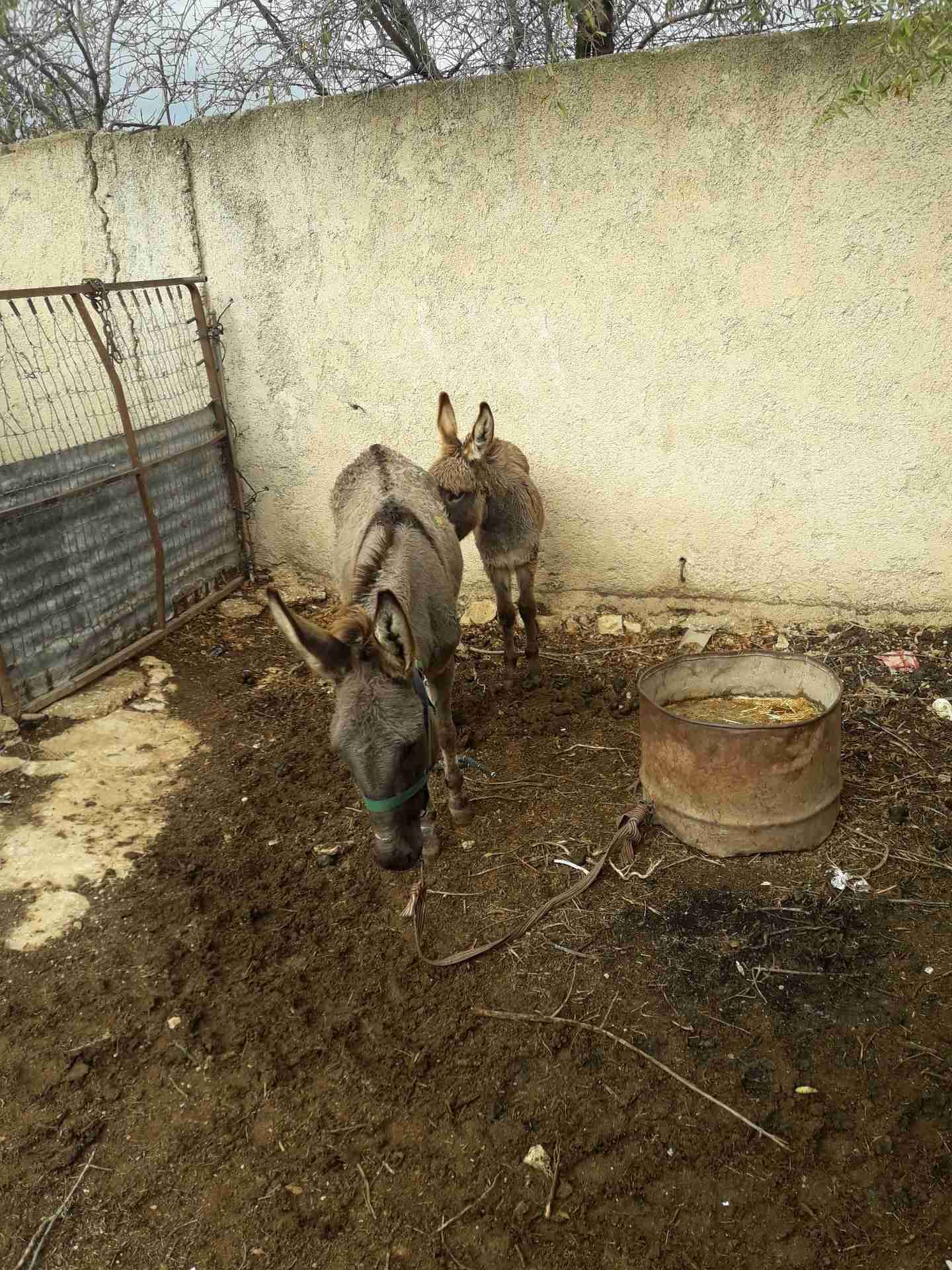لليبع ...حماره وبنها عمر ابنها 5 شهور لا تنغر بلصور تفضل وشوف حراثه وعاقله 0798
لا تنسَ أنك شاهدت هذا الإعلان في عنكبوت...
