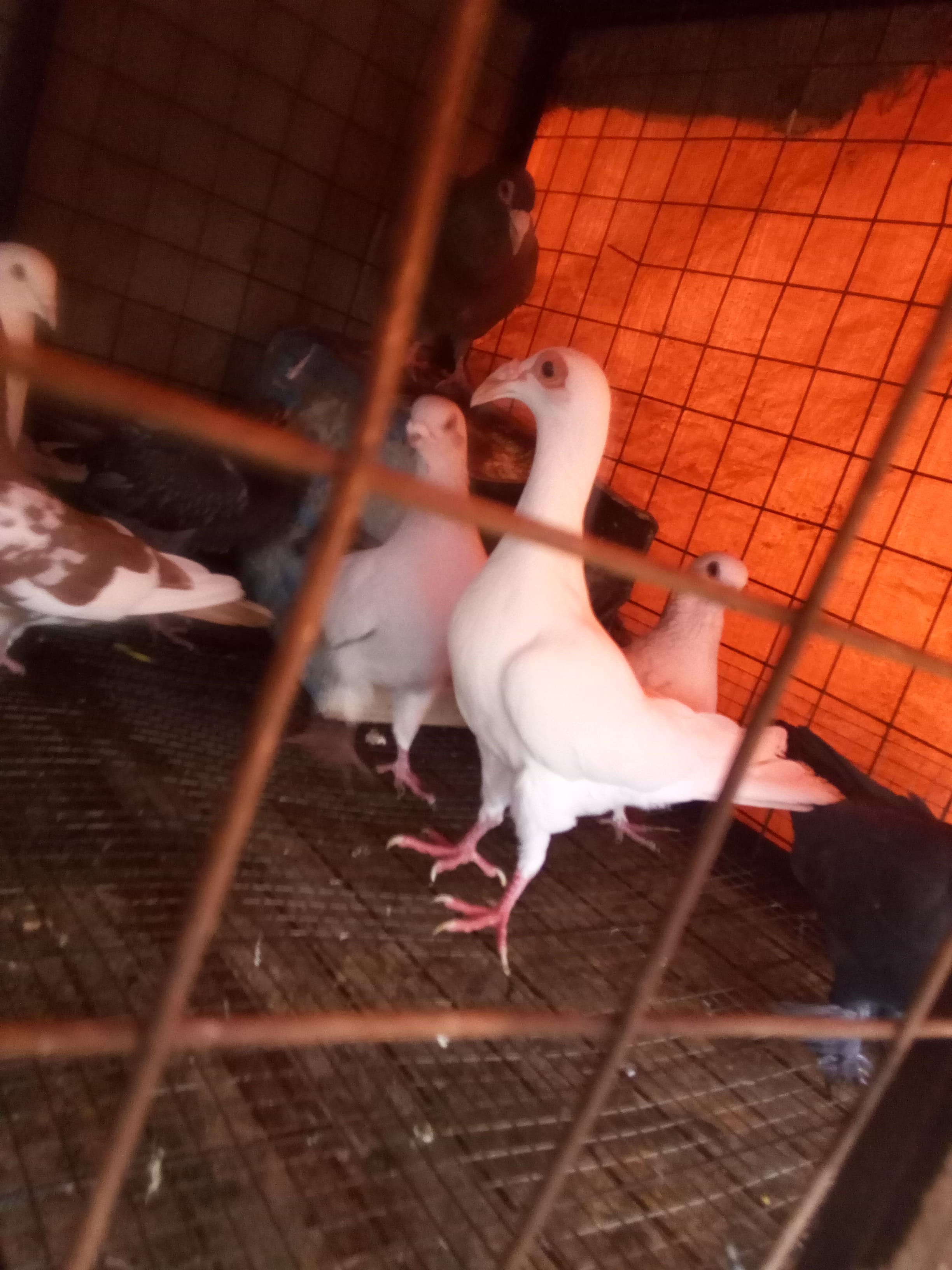 3 جواز حمام بغدادي حبات نخب النخب
لا تنسَ أنك شاهدت هذا الإعلان في عنكبوت
3 جوز بغدادي نخب ال...