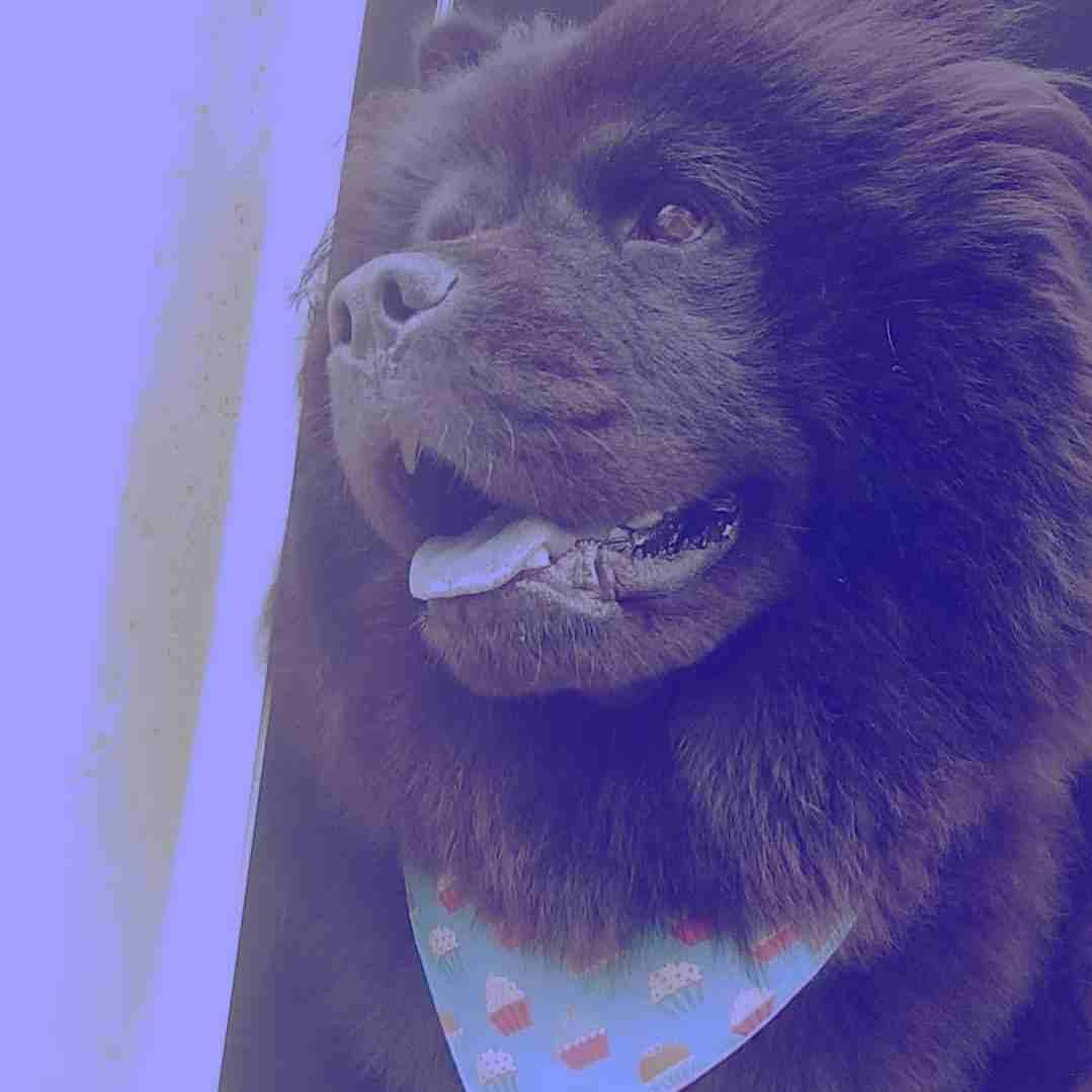 تشاو تشاو (chow chow)
لا تنسَ أنك شاهدت هذا الإعلان في عنكبوت
بسم الله الرحمن الرحيم(بسعر مغري)!!...