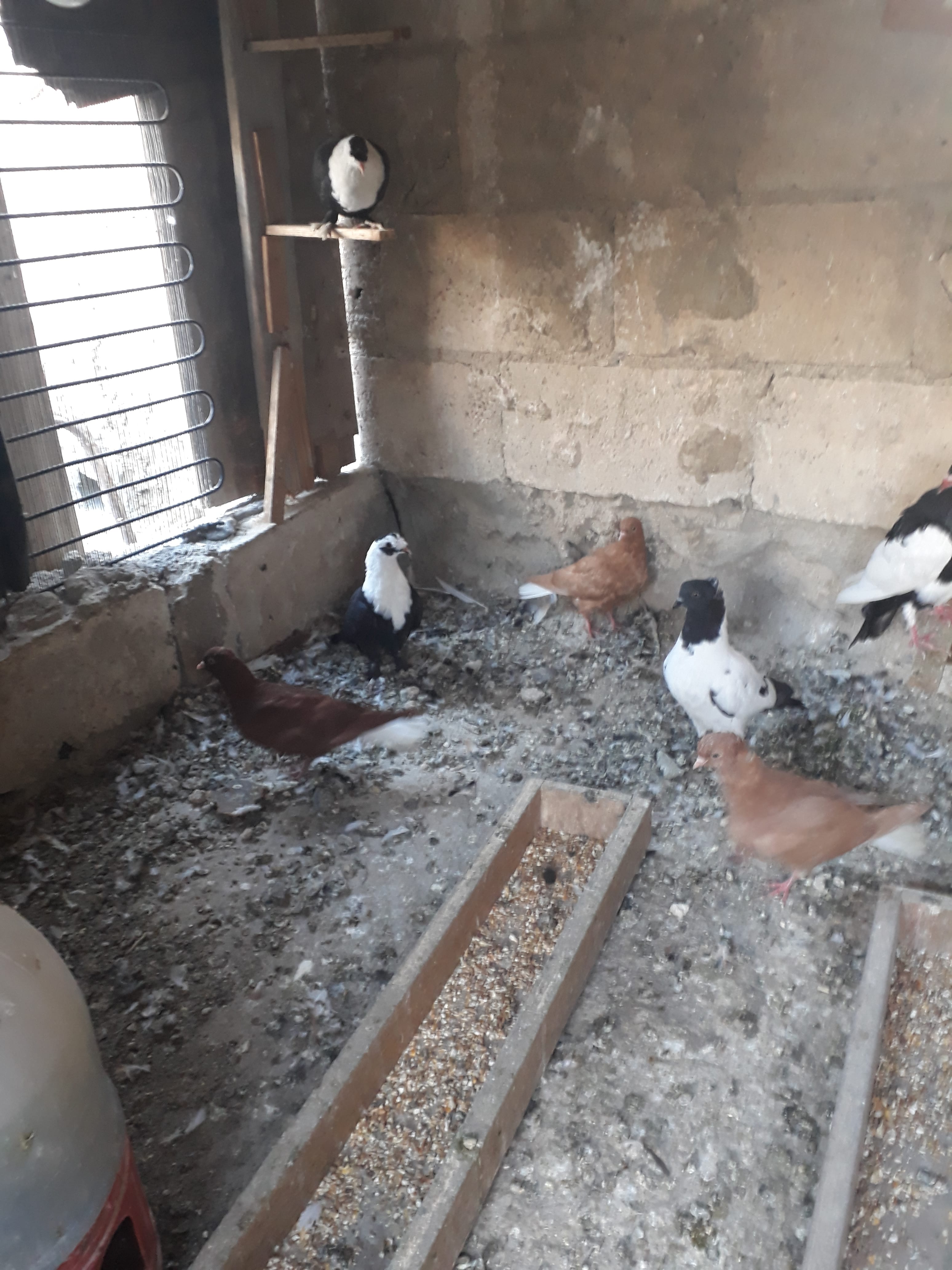 12 فرخ للبيع بواقي مشكله
لا تنسَ أنك شاهدت هذا الإعلان في عنكبوت
الرصيفه الجبل الشمالي
في منه...